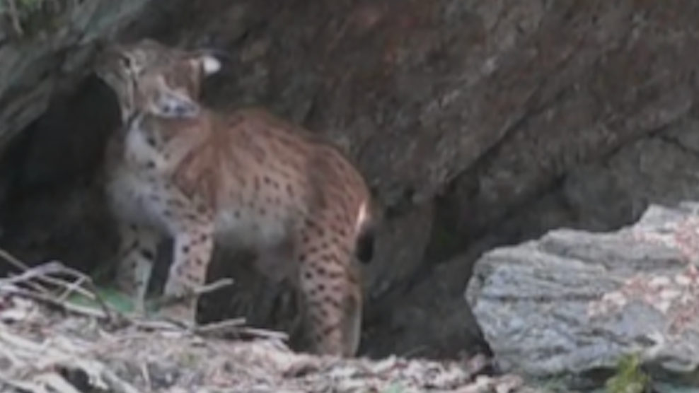 Anhand von Bildern ist es dem Luchsmonitoring des Landes NÖ gelungen, die Herkunft von Luchs Janosch im nördlichen Waldviertel aufzuklären.