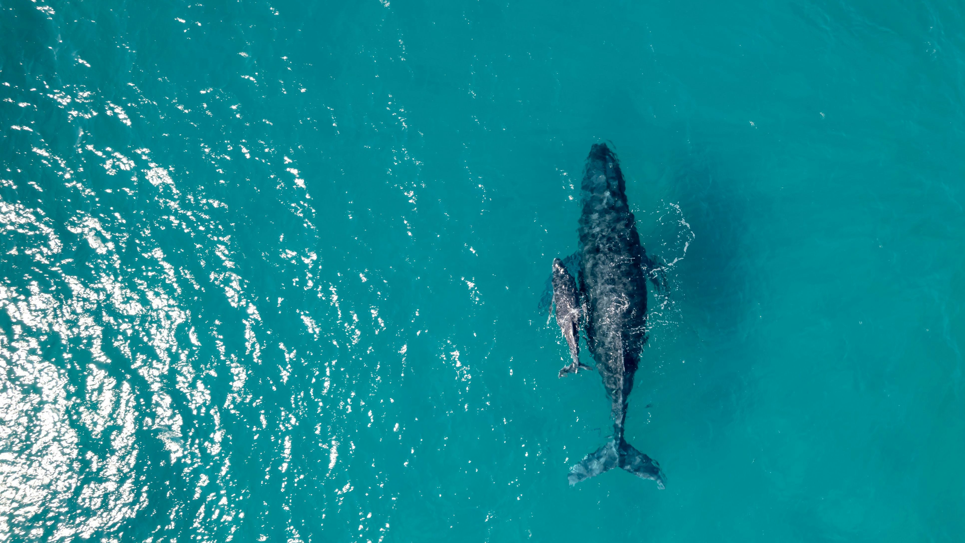Aerial view looking down at a female humpback whale swimming with her calf in beautiful aquamarine water in the Pacific Ocean off the coast of Hawaii.