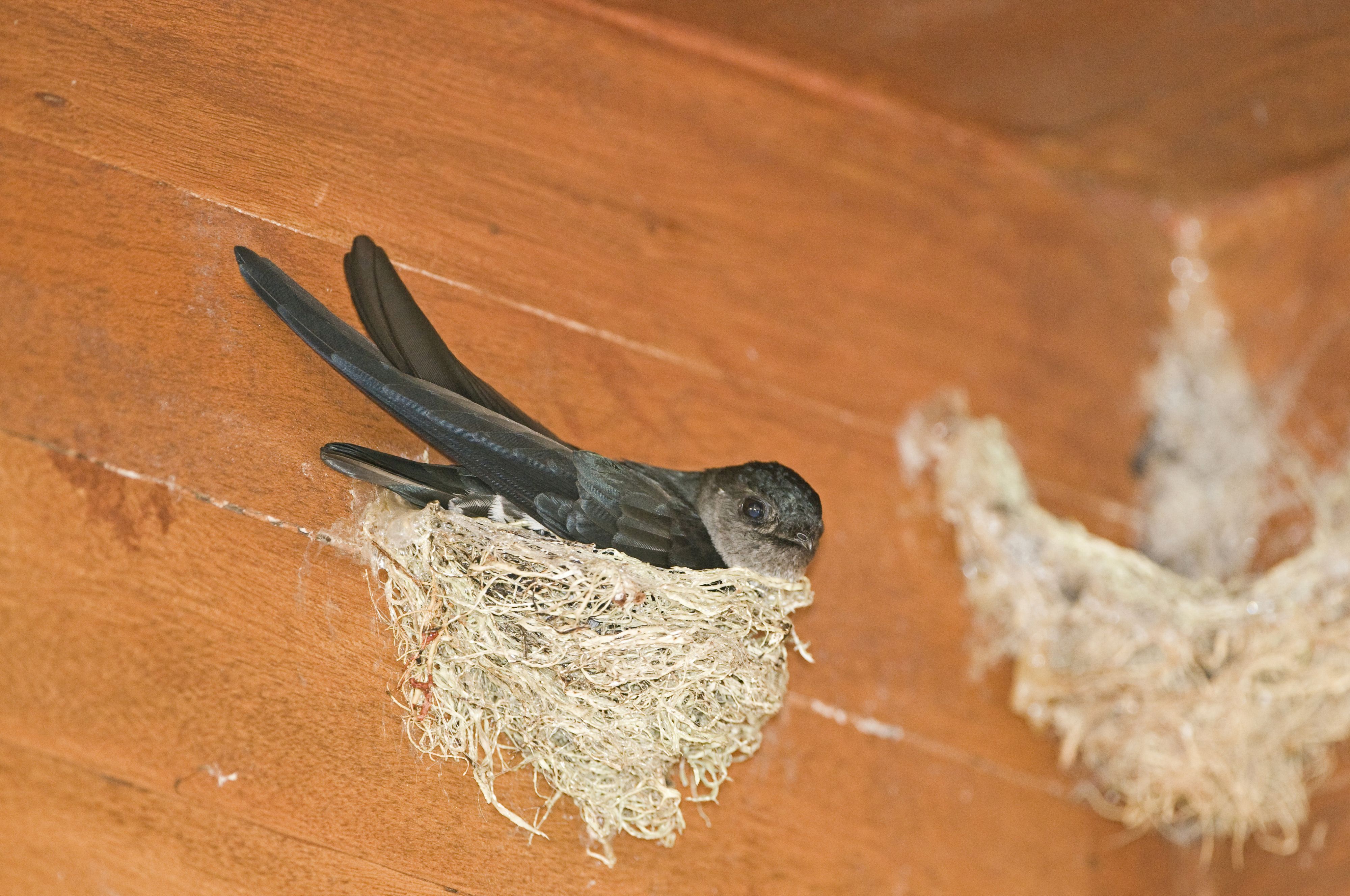 Die Nester des asiatischen Mauerseglers sind eine wahre Delikatesse.
