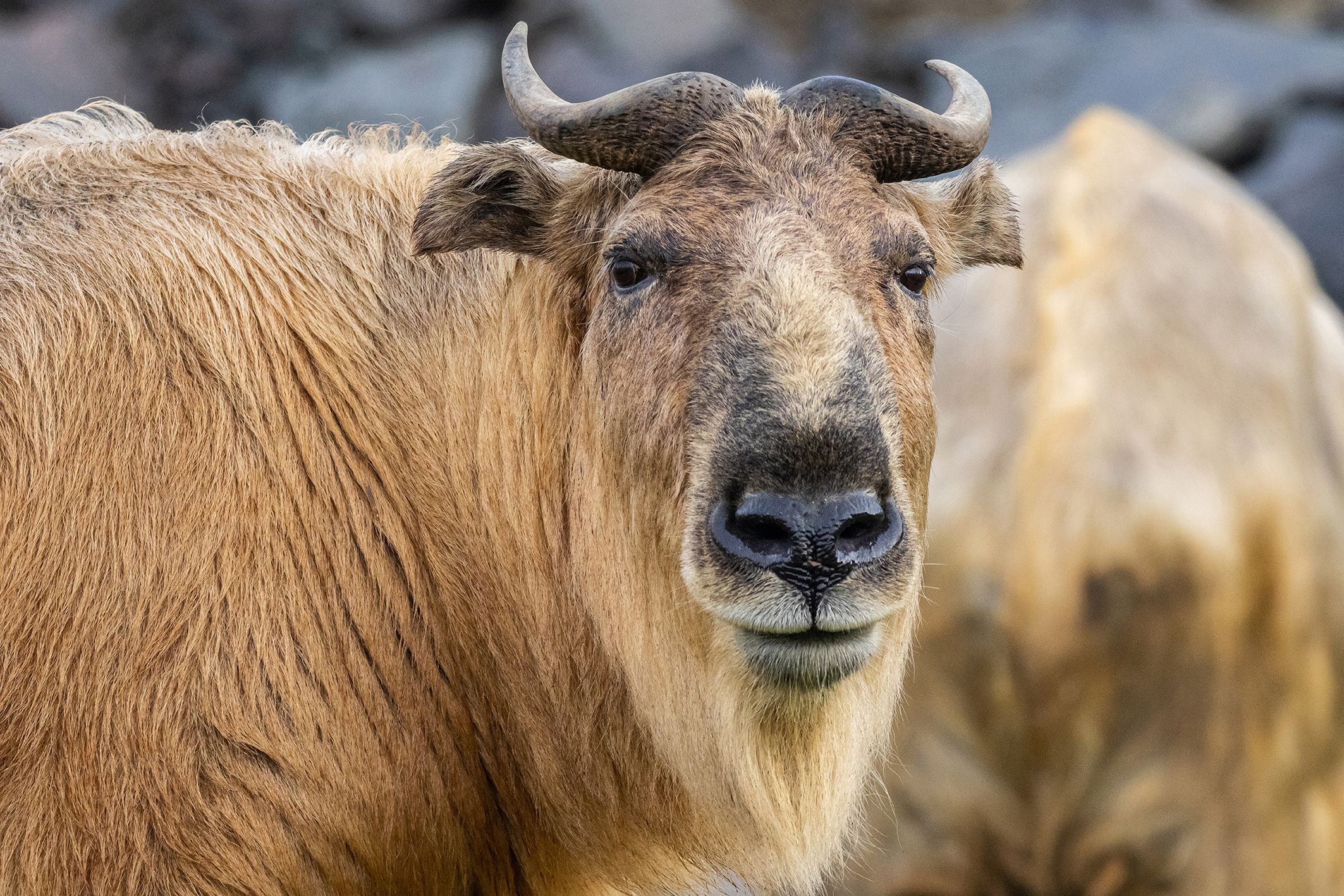 Goldtakine gelten in ihrer Heimat als gefährdet.
