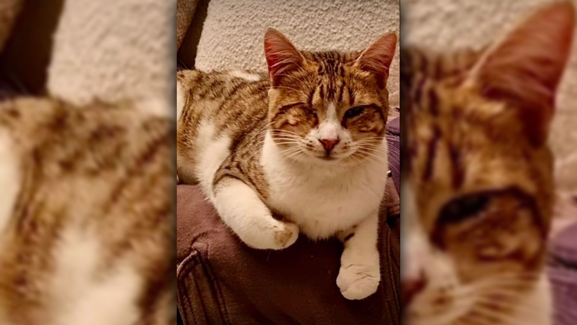 Von Rodri fehlt nach 42 Tagen weiterhin jede Spur. Die Familie trauert um die fast blinde Katze