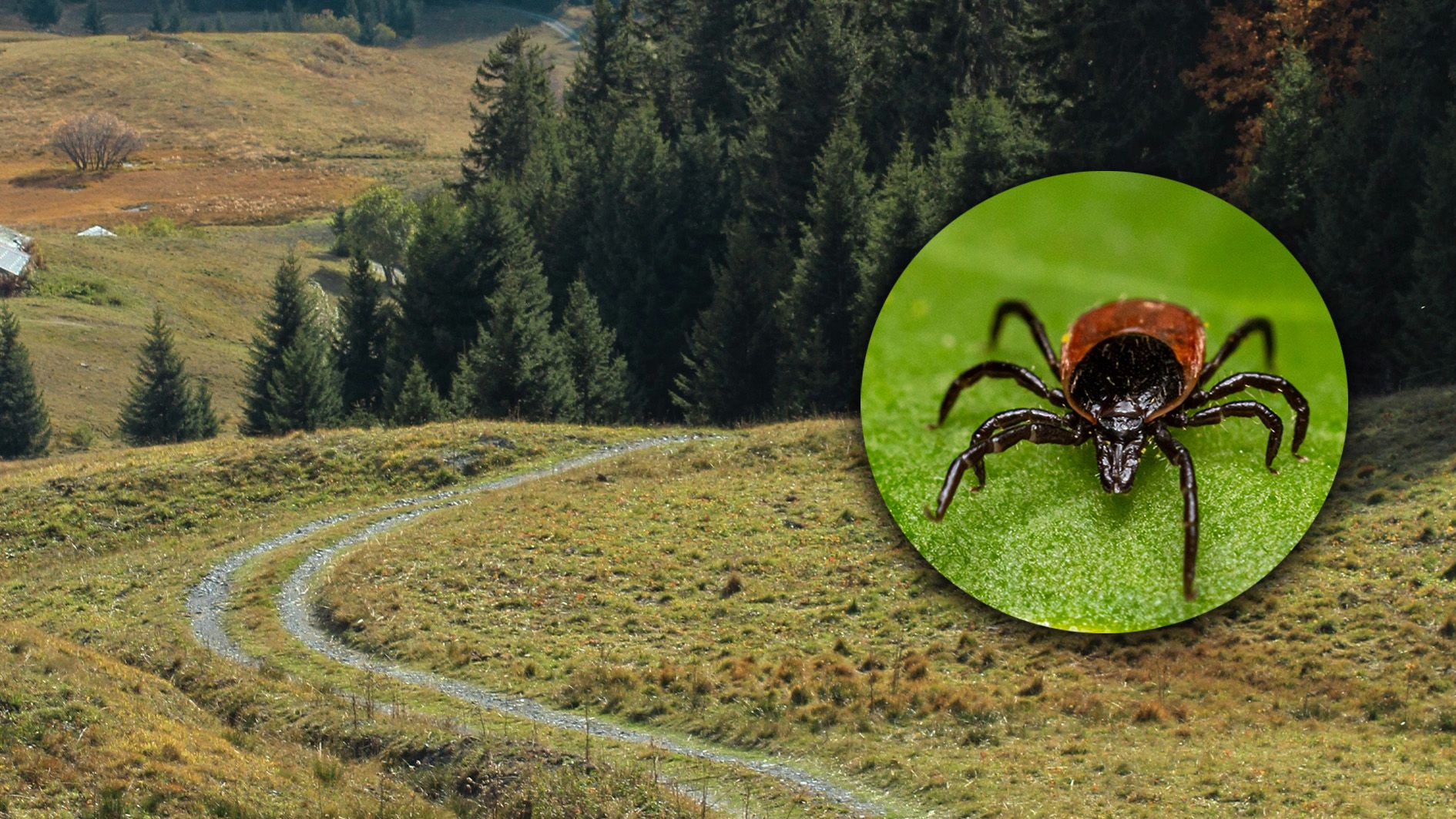 Laut Experten breiten sich die Zecken in Österreich immer mehr aus.