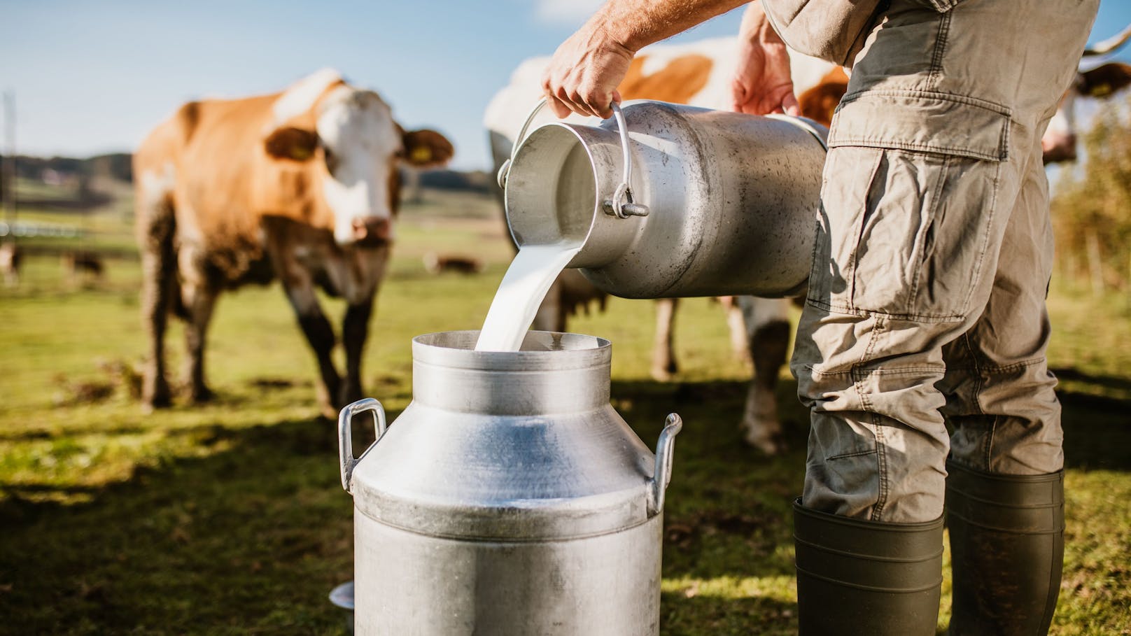 Vogelgrippe bei Kühen – diese Milch solltest du meiden