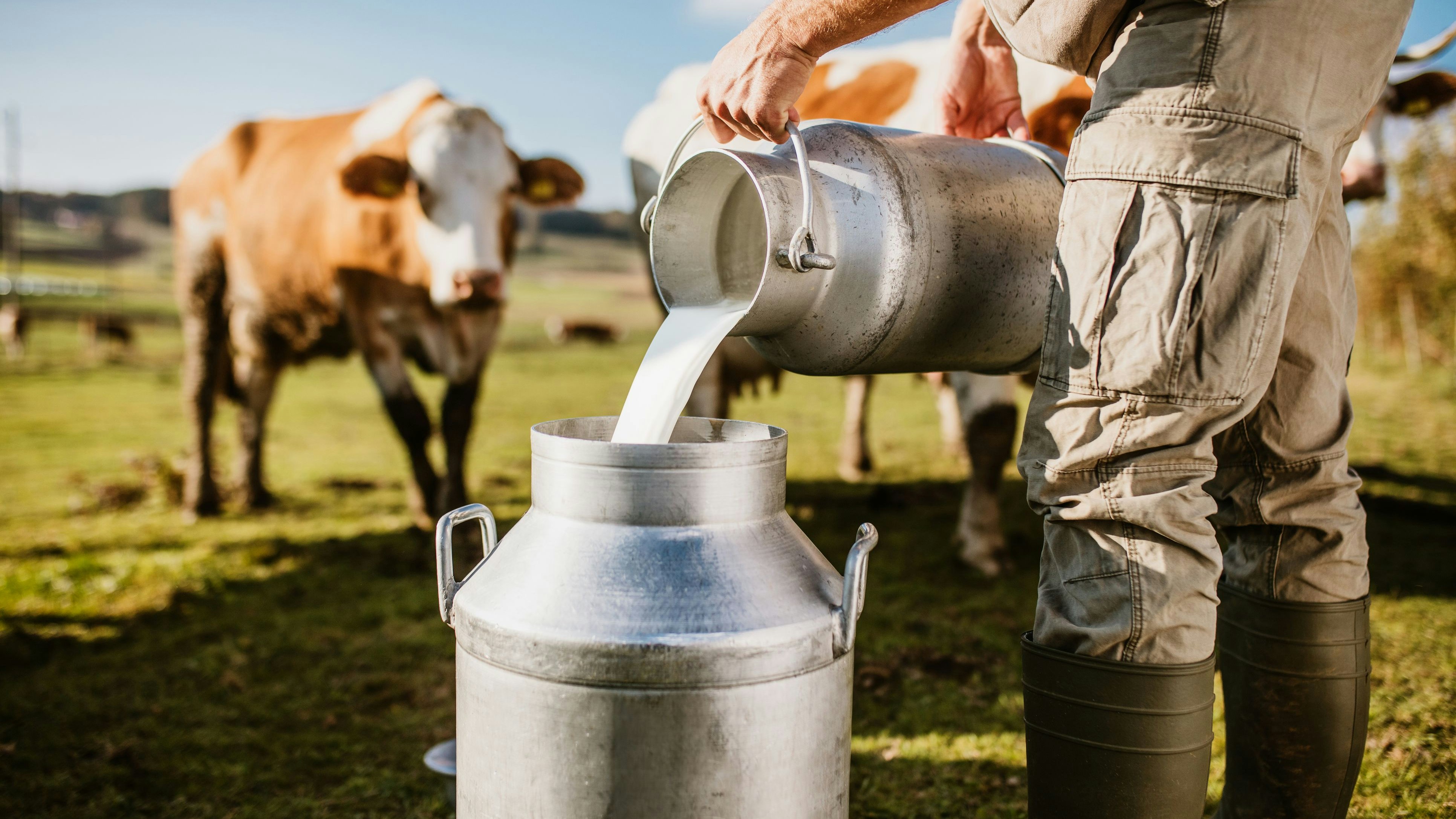 Male farmer pouring raw milk into container with dairy cows in background