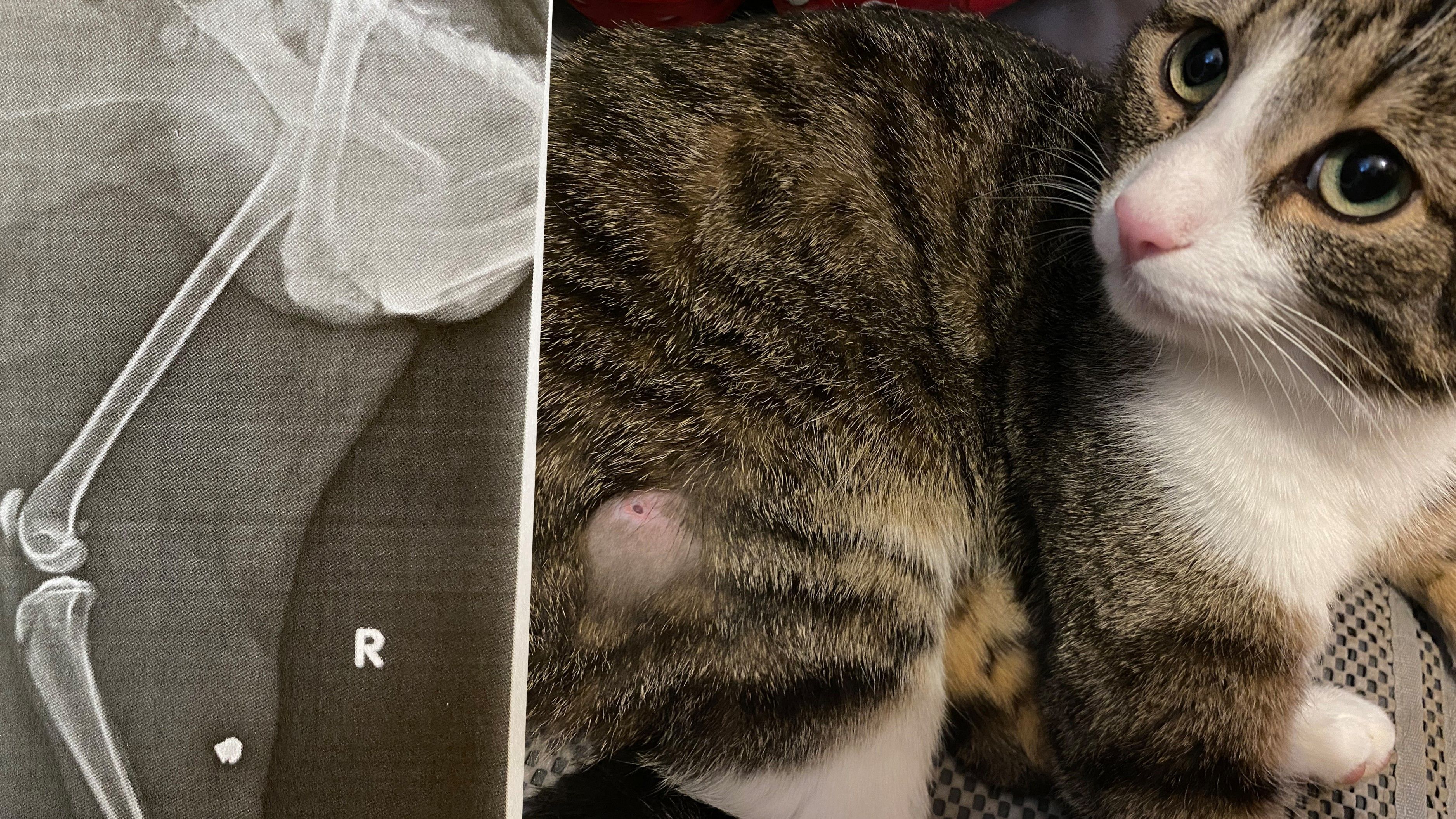 Heute.at - Mit Luftgewehr angeschossen – Kasper humpelt nach Hause