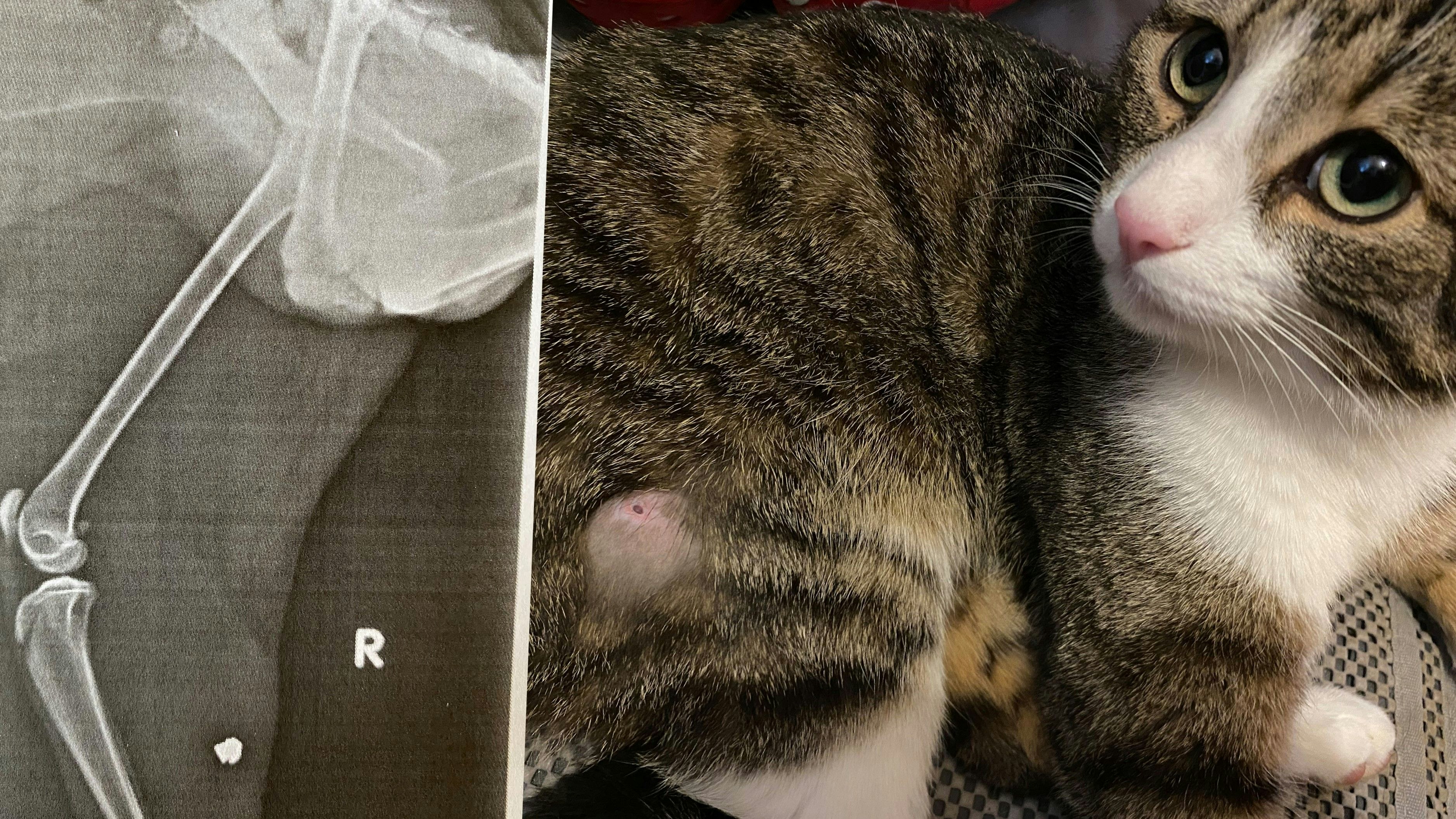 Mit Luftgewehr angeschossen – Katze humpelt nach Hause