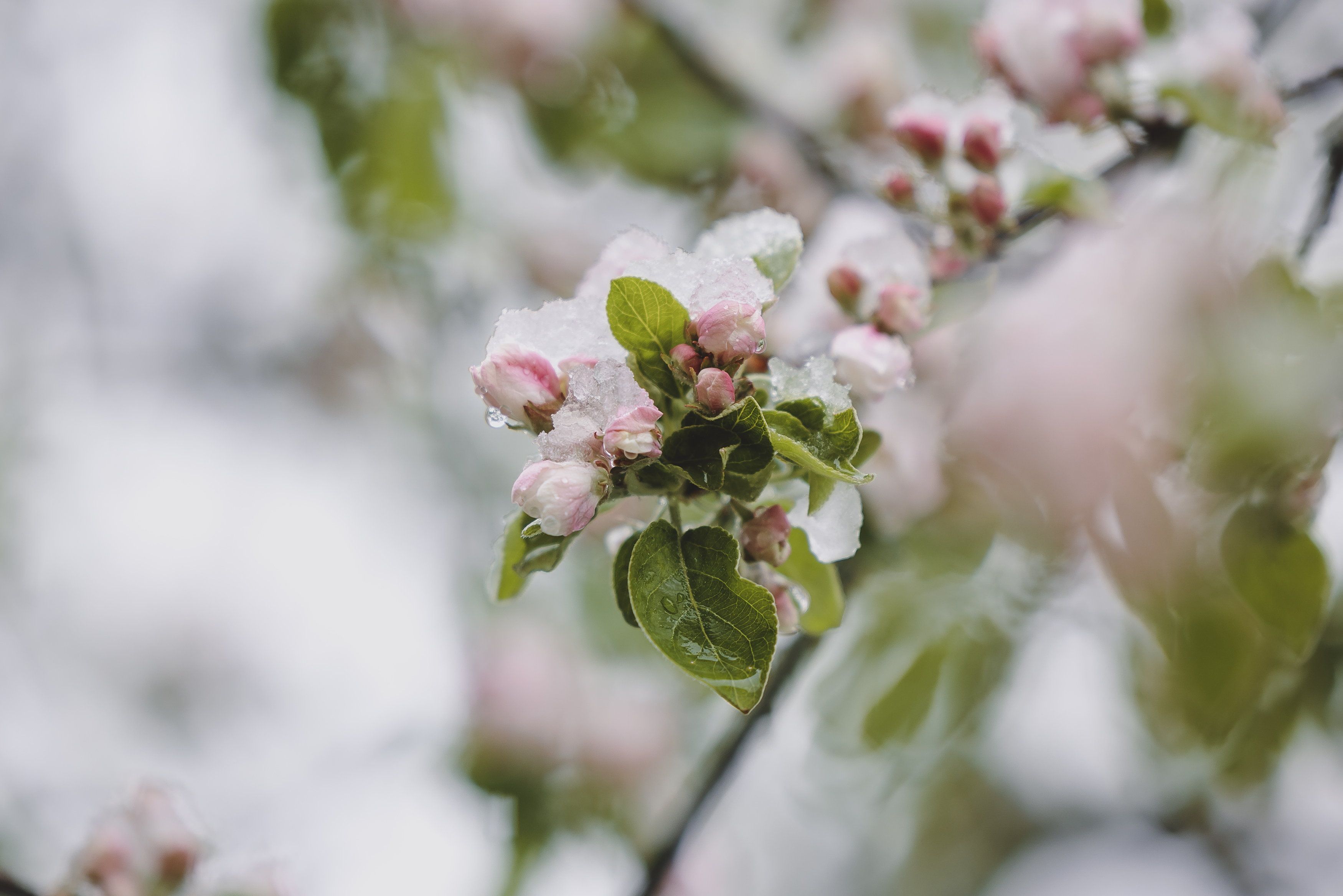 Nach den hohen Temperaturen Anfang April haben viele Obstbäume bereits ausgetrieben und geblüht. Der kommende Kälte-Schock bedroht die Ernte.