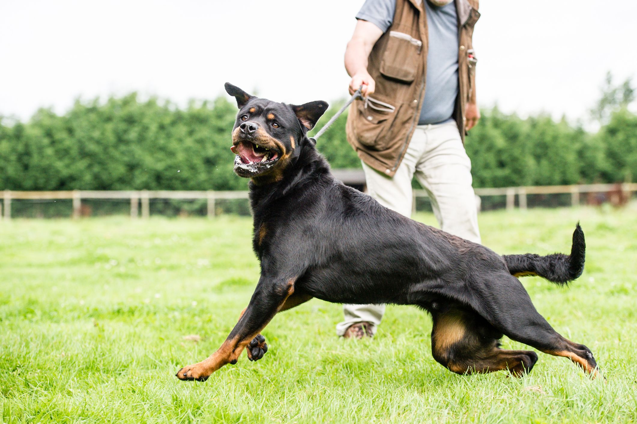 Laut dem Arztbericht erlitt Marvin bei dem Angriff vier Bisslöcher im linken Oberschenkel, zwei davon reichten vier Zentimeter tief. 