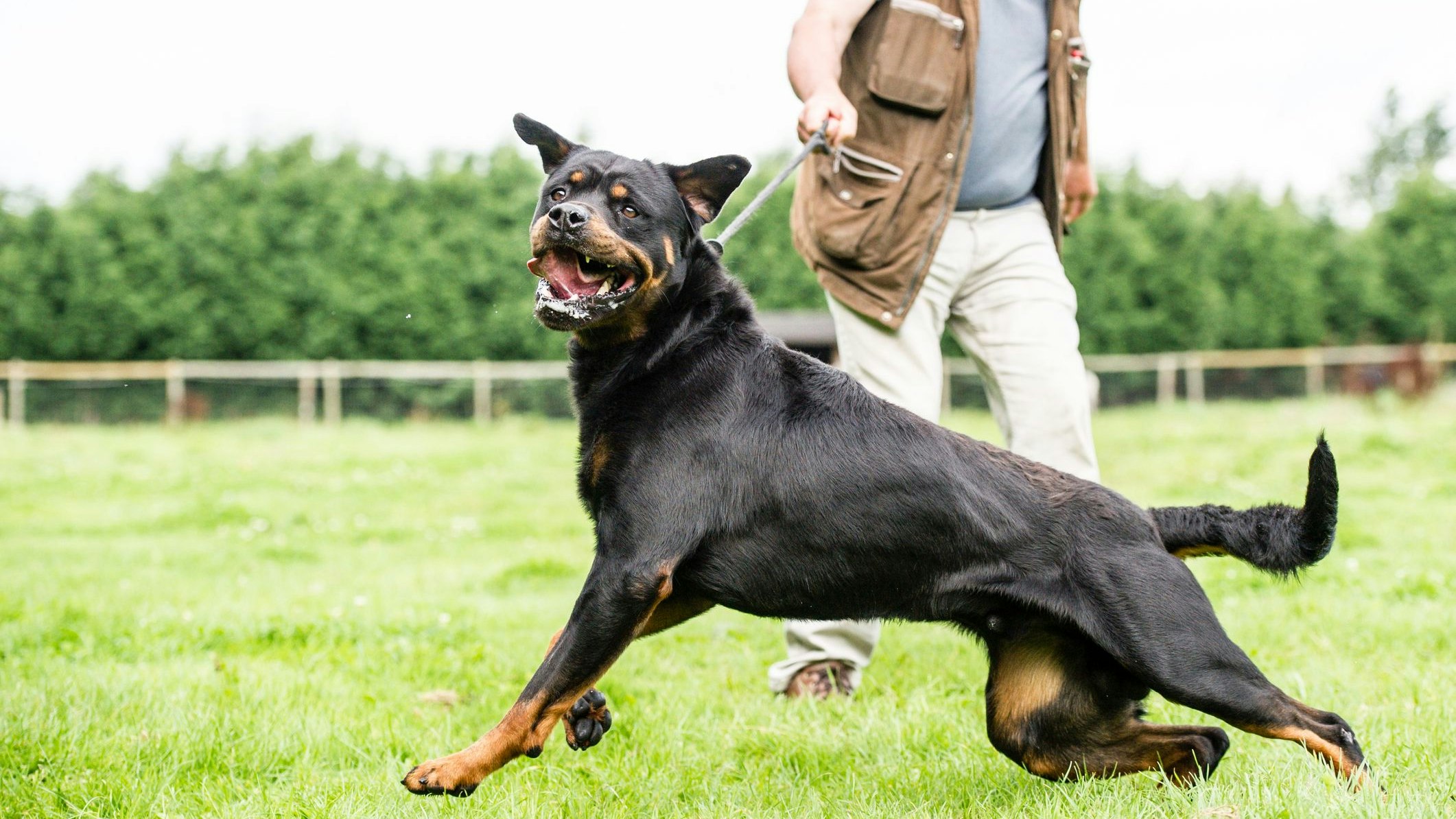 Laut dem Arztbericht erlitt Marvin bei dem Angriff vier Bisslöcher im linken Oberschenkel, zwei davon reichten vier Zentimeter tief. 