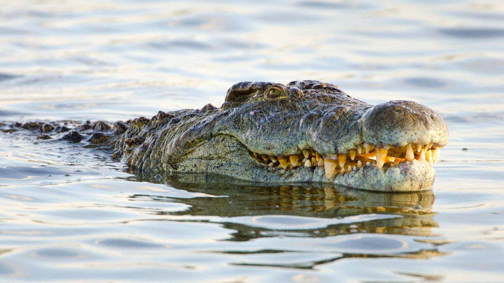 Krokodil tötet Teenager – Bruder muss alles mitansehen