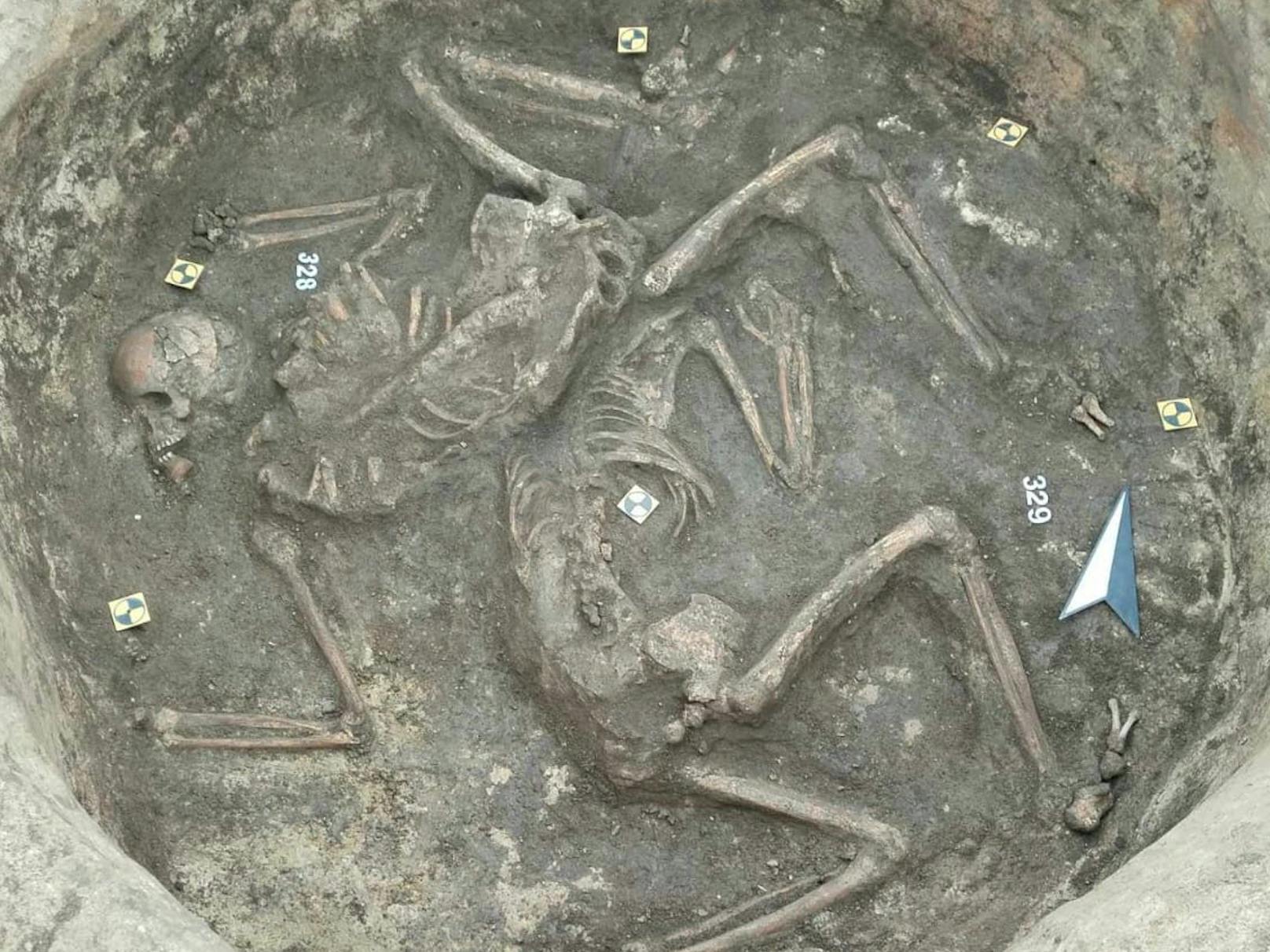 Bei den Arbeiten in Paasdorf wurde ein etwa 7.500 Jahre altes Doppelgrab entdeckt.
