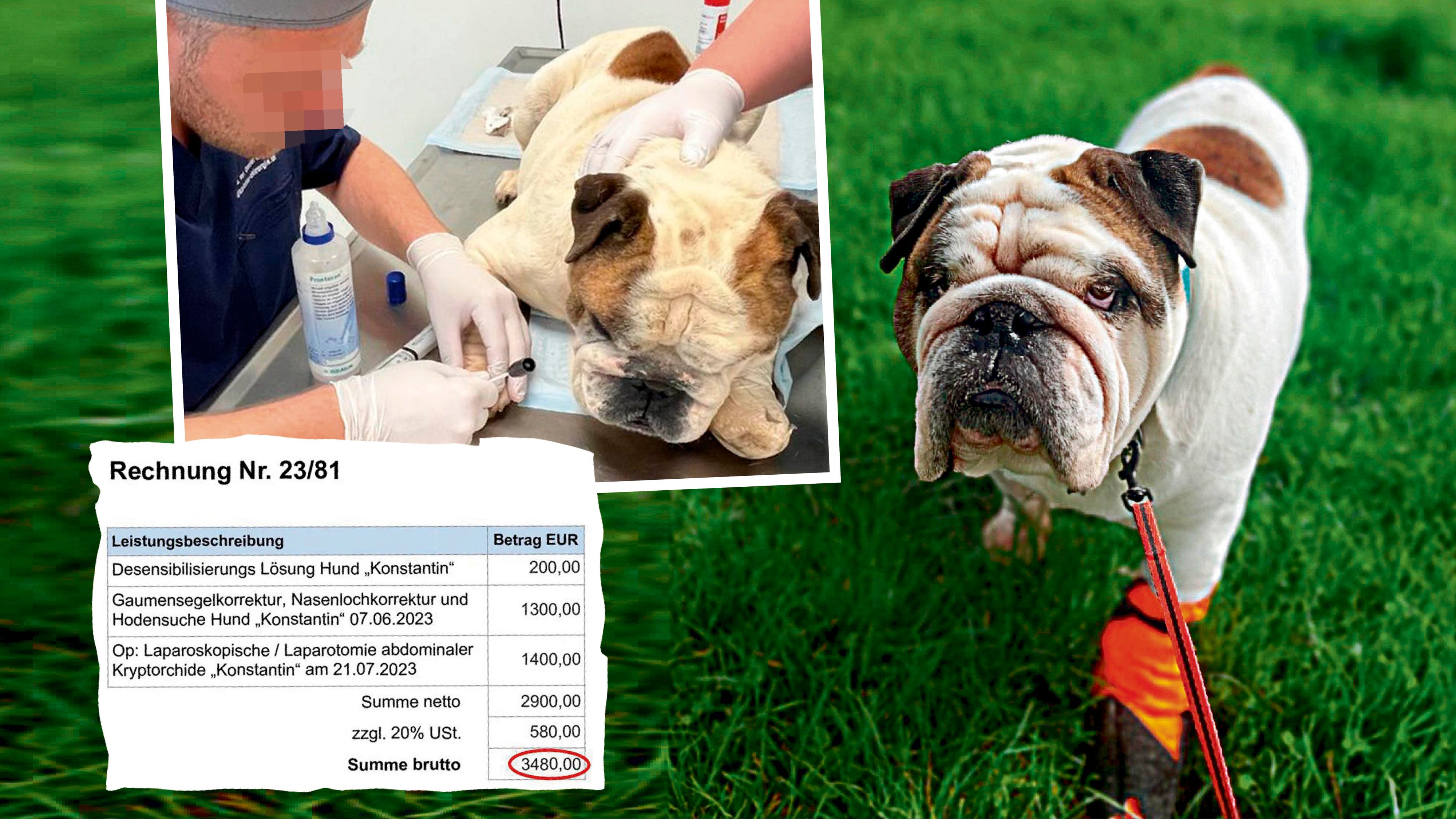 Die Englische Bulldogge 