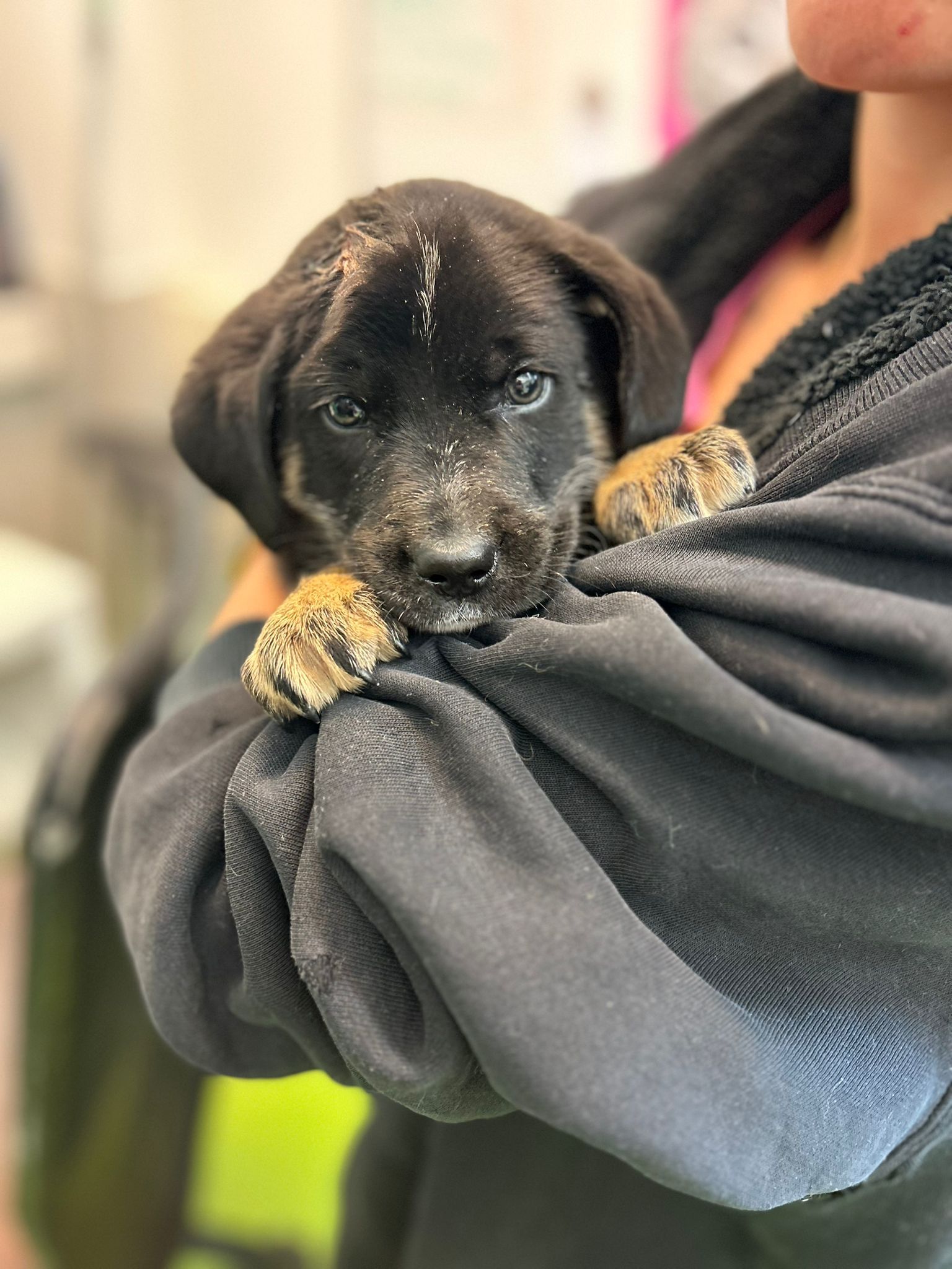 Am Freitag, 19. April, wurde ein ausgesetzter Welpe vor dem Shoppingcenter Seiersberg gefunden.