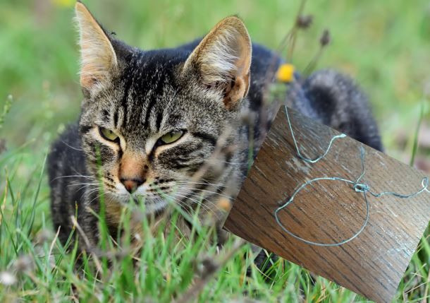 Der vermisste Kater hatte bei seiner Rückkehr eine Drahtschlinge um den Hals.