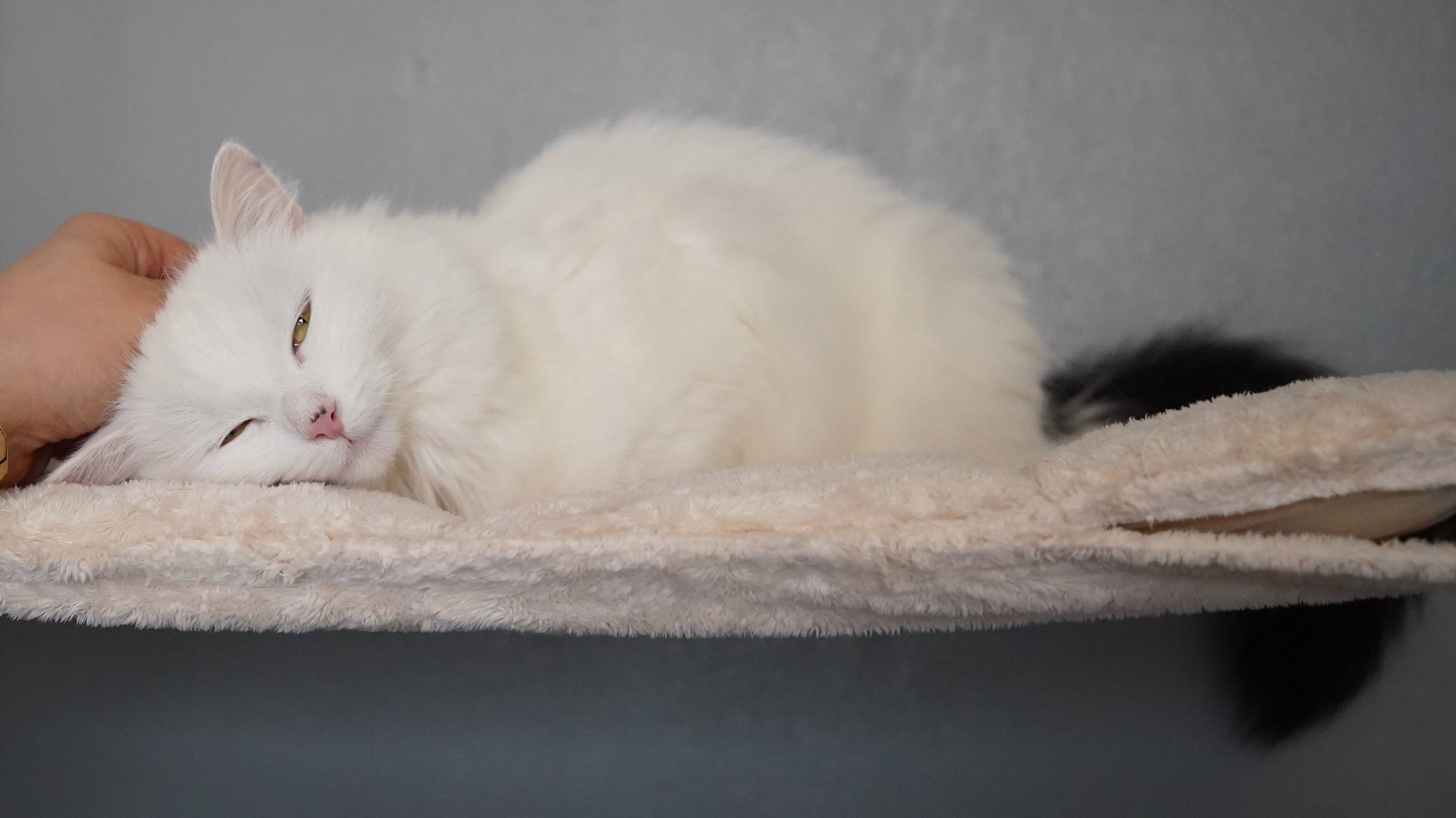 Die dreijährige Katzendame Kuma leidet unter einem Herzfehler, genießt es aber umso mehr gestreichelt und bewundert zu werden.