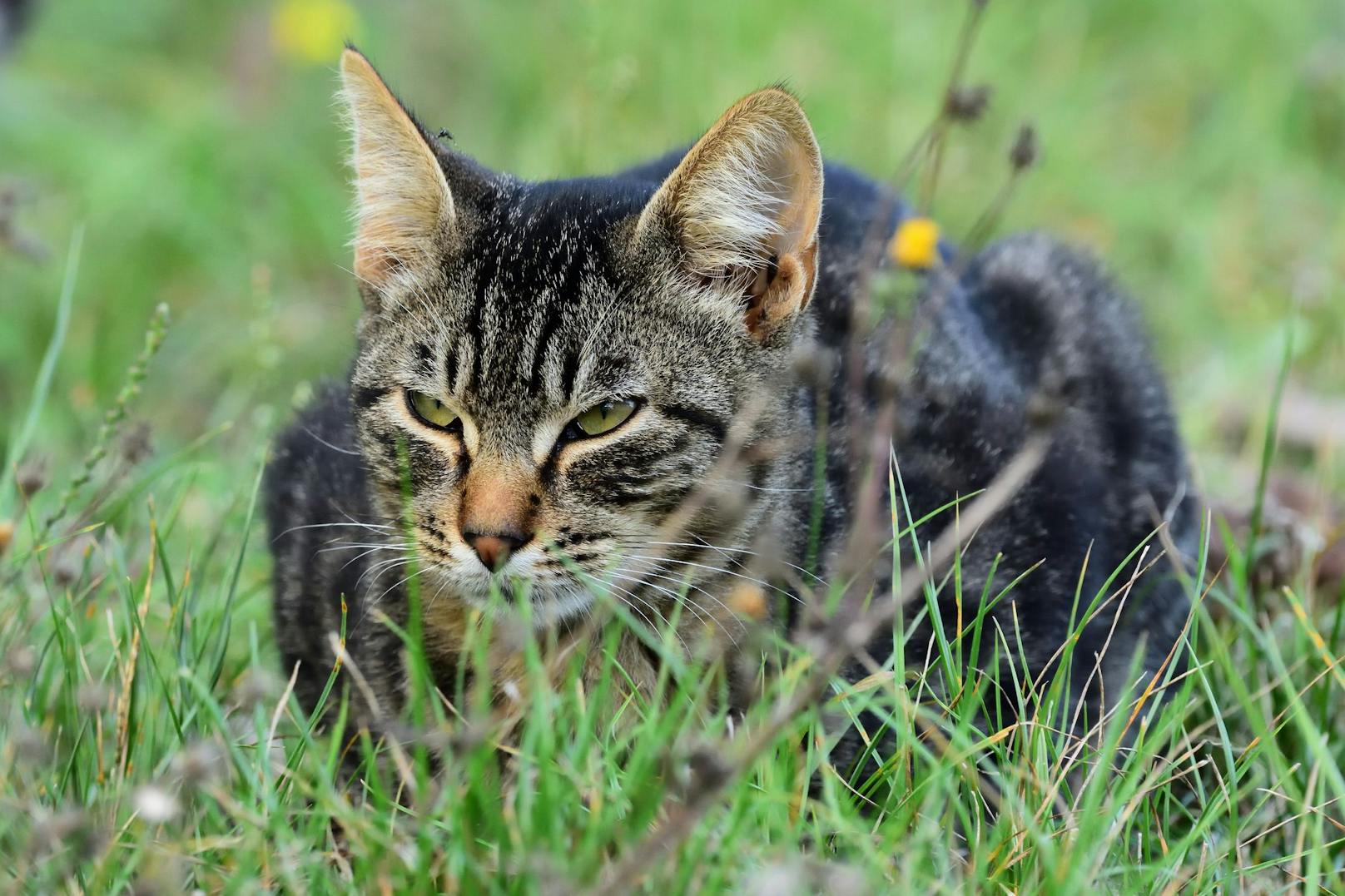 Der Kater kehrte durchnässt und mit einer Schlinge um den Hals nach Hause.