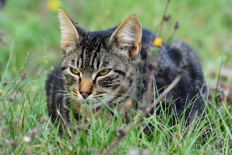 Der Kater kehrte durchnässt und mit einer Schlinge um den Hals nach Hause.