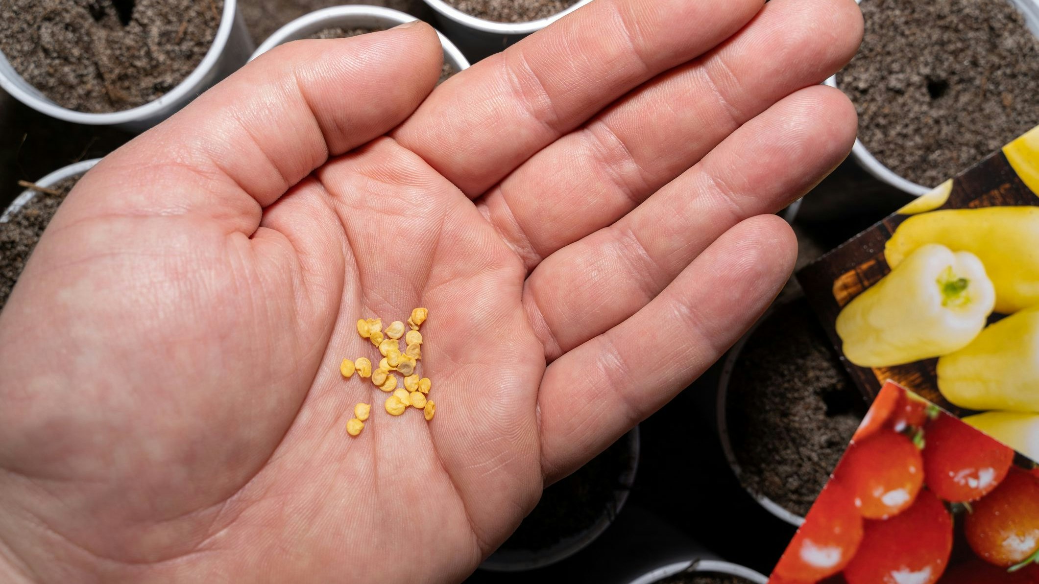 Heute.at - Konzerne wollen EU-Bauern in volle Abhängigkeit treiben