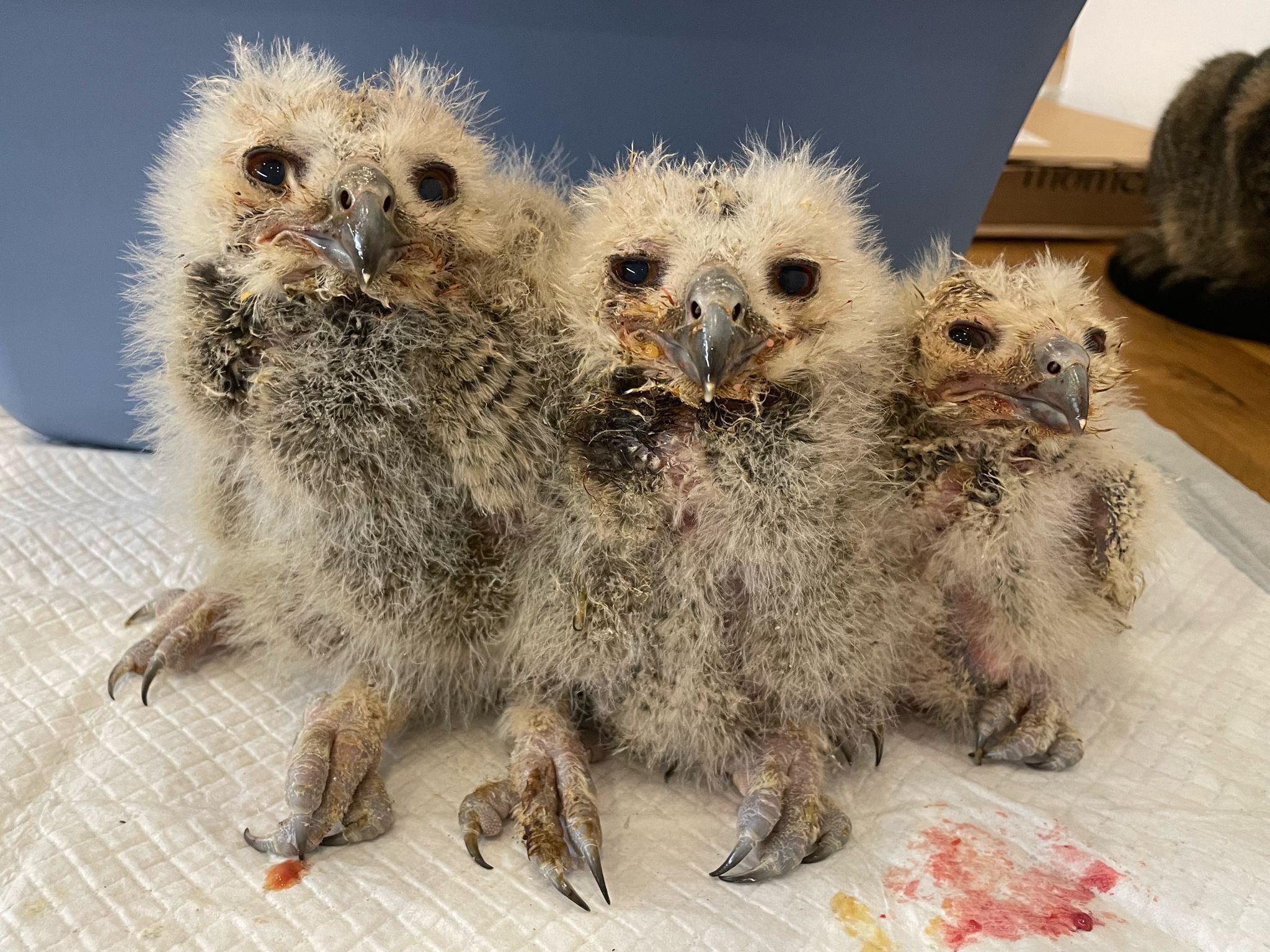 Das Uhu-Trio muss per Hand aufgezogen werden.