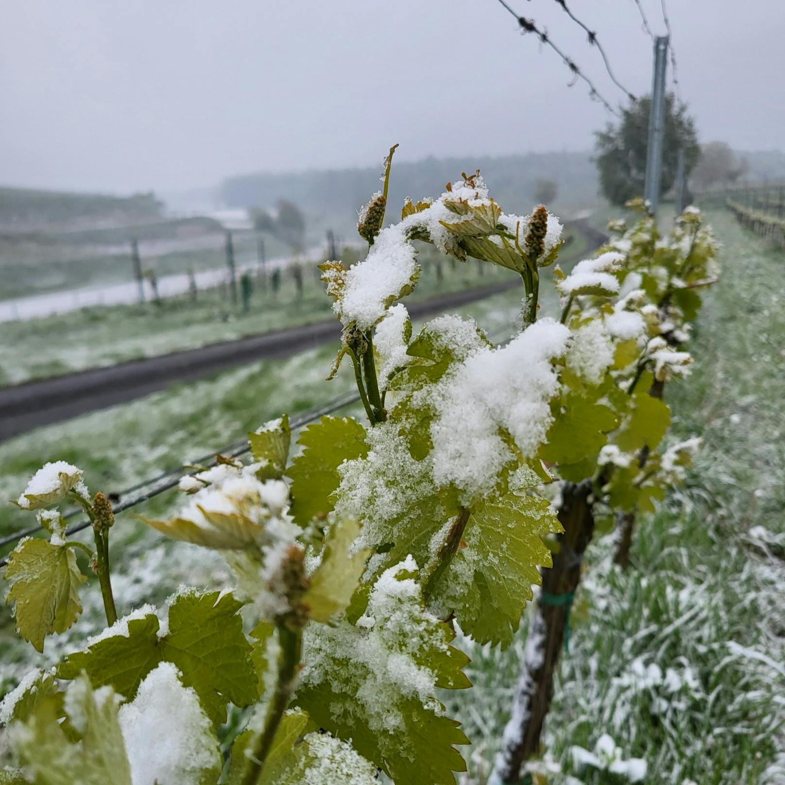 Der Austrieb im Weingarten hatte die Länge wie normalerweise Mitte/Ende Mai, jetzt kam der Frost.