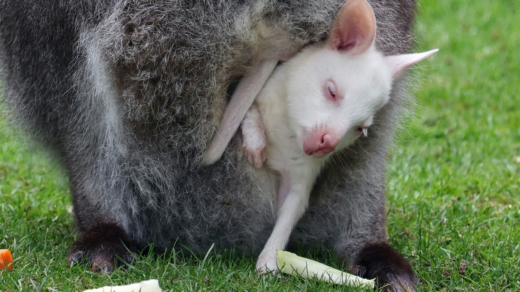 "Abigail" wird bald ihre eigenen Hüpfversuche starten. 