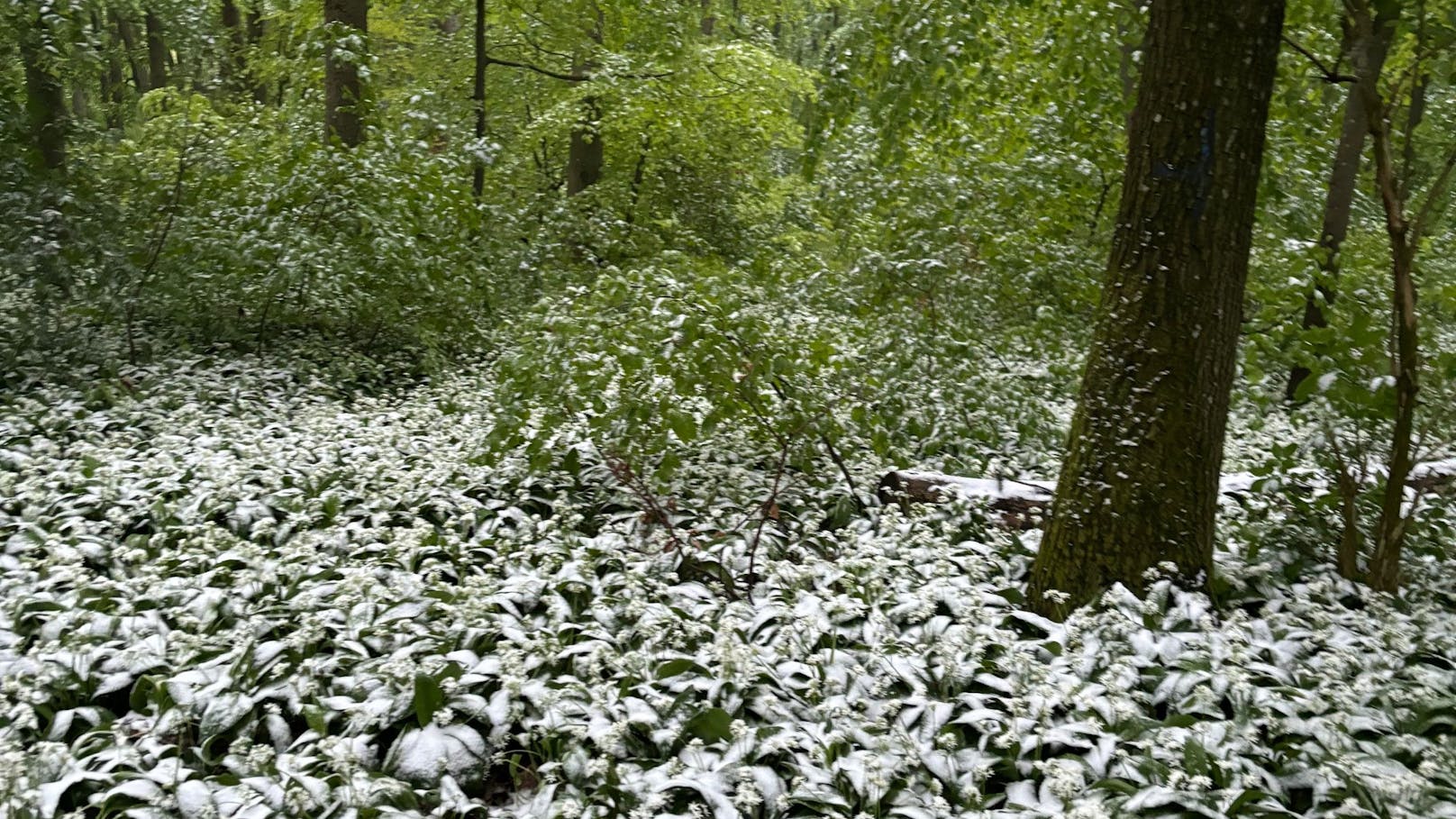 Im Ottakringer Wald schneite es am Dienstag (23.4.)
