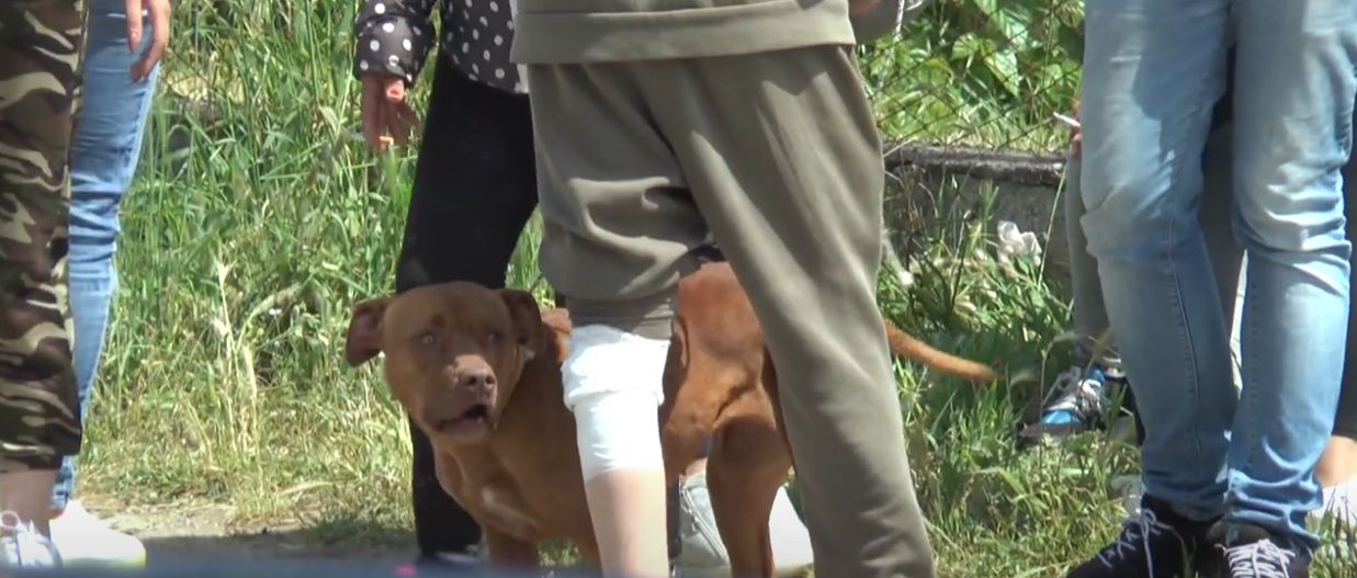 Die beiden Hunde wurden dem Veterinärdienst übergeben. 