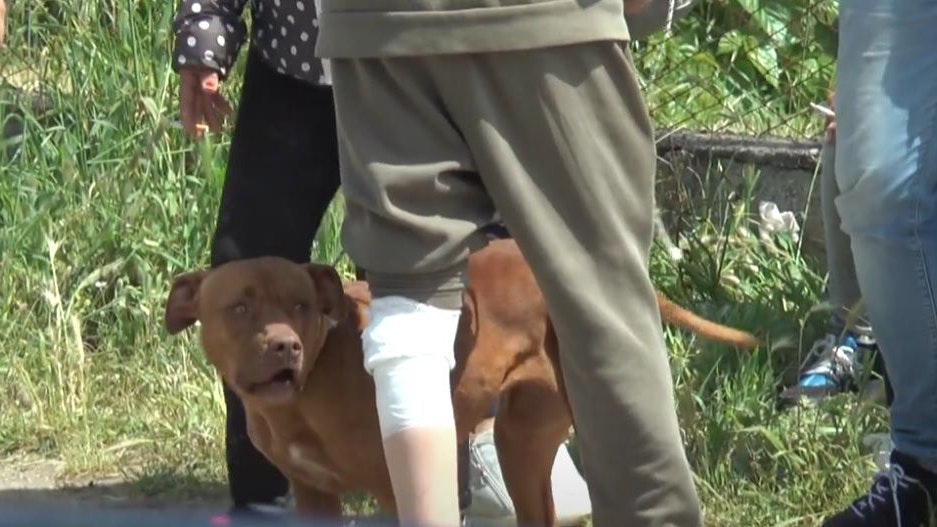 Die beiden Hunde wurden dem Veterinärdienst übergeben. 