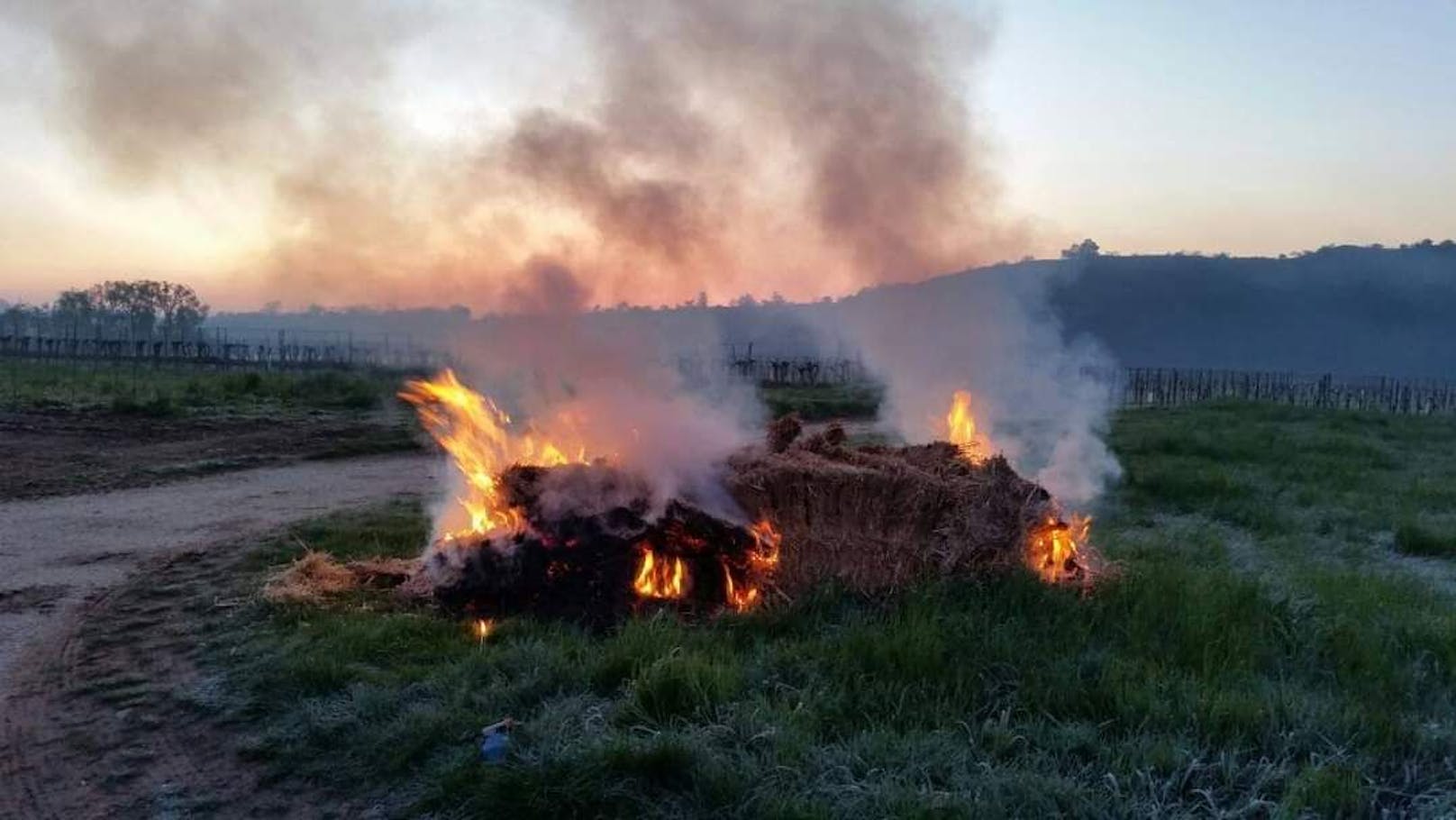 Um die Weinreben vor Frost zu schützen, werden Feuer entzündet.