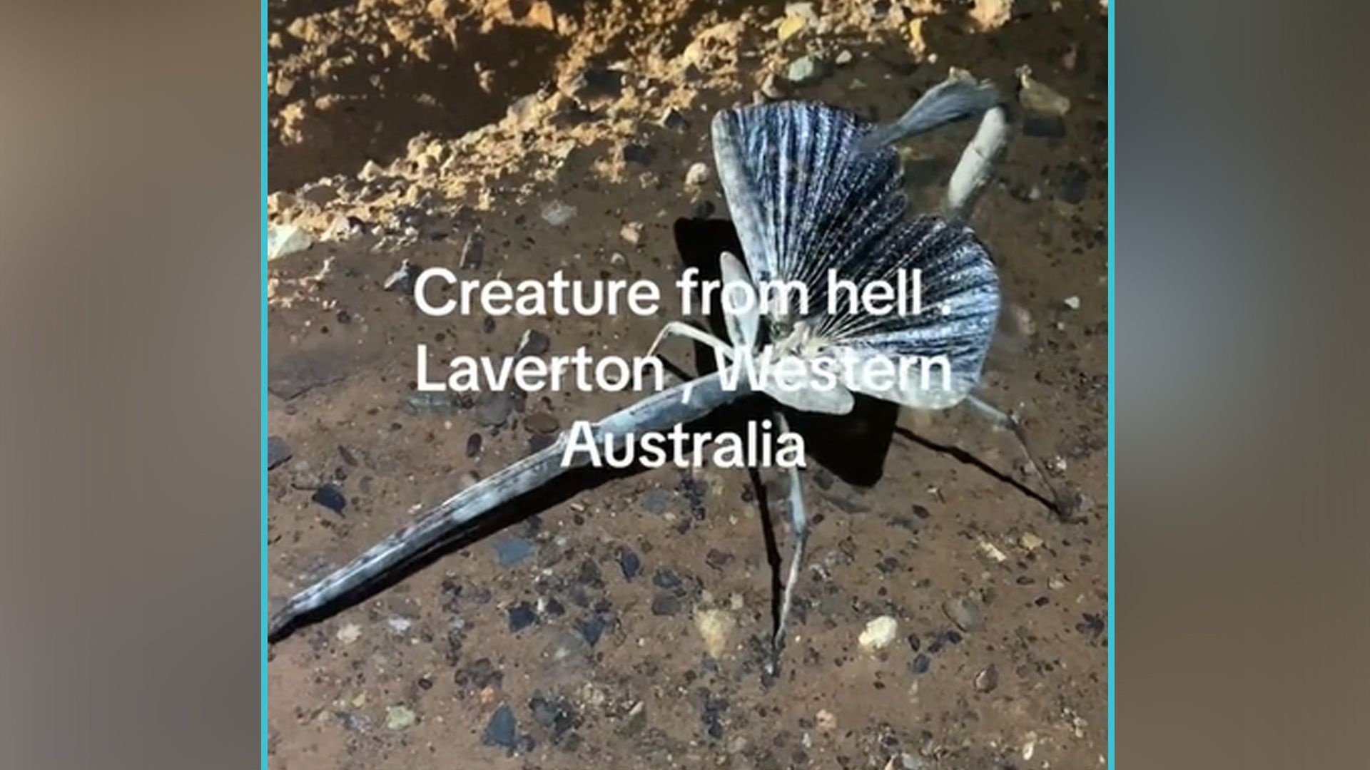 Sieht ein bisschen wie eine Mischung zwischen Schmetterling und Skorpion aus.