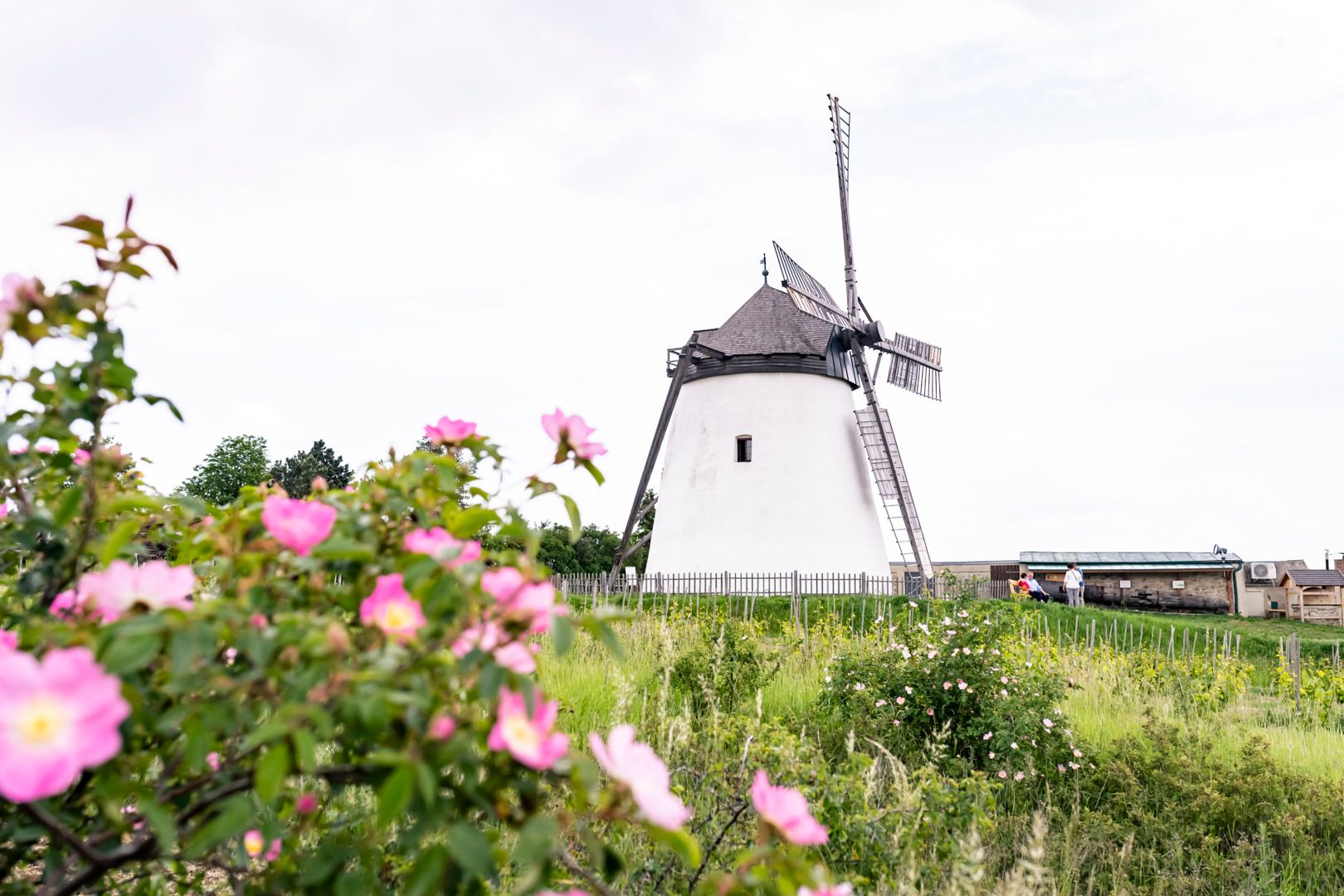 Die Retzer Windmühle ist in Österreich die letzte funktionstüchtige ihrer Art.