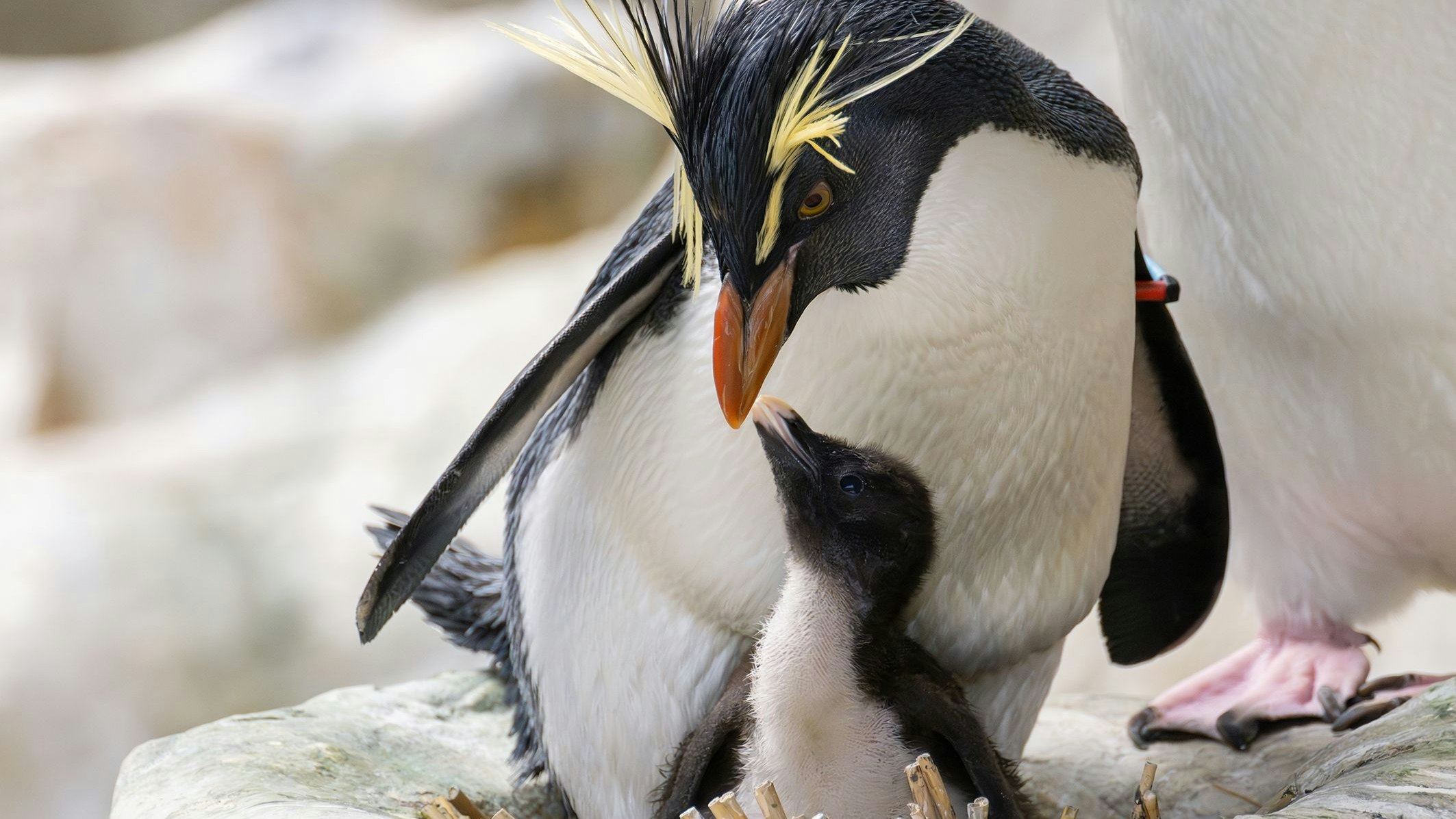 Die Aufzucht zu beobachten, ist ein besonderes Highlight im Tiergarten Schönbrunn.