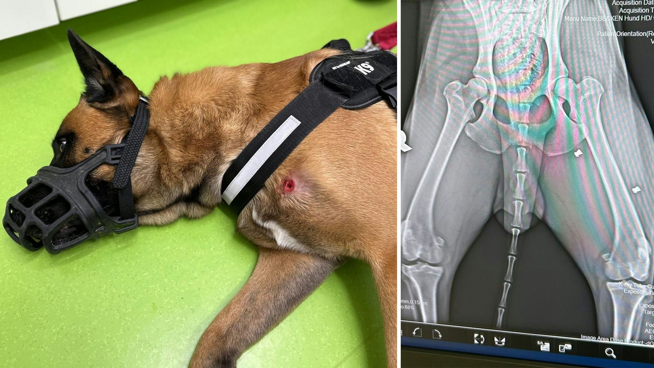 Heute.at - Max winselte vor Angst, Besitzer schoss dreimal auf ihn