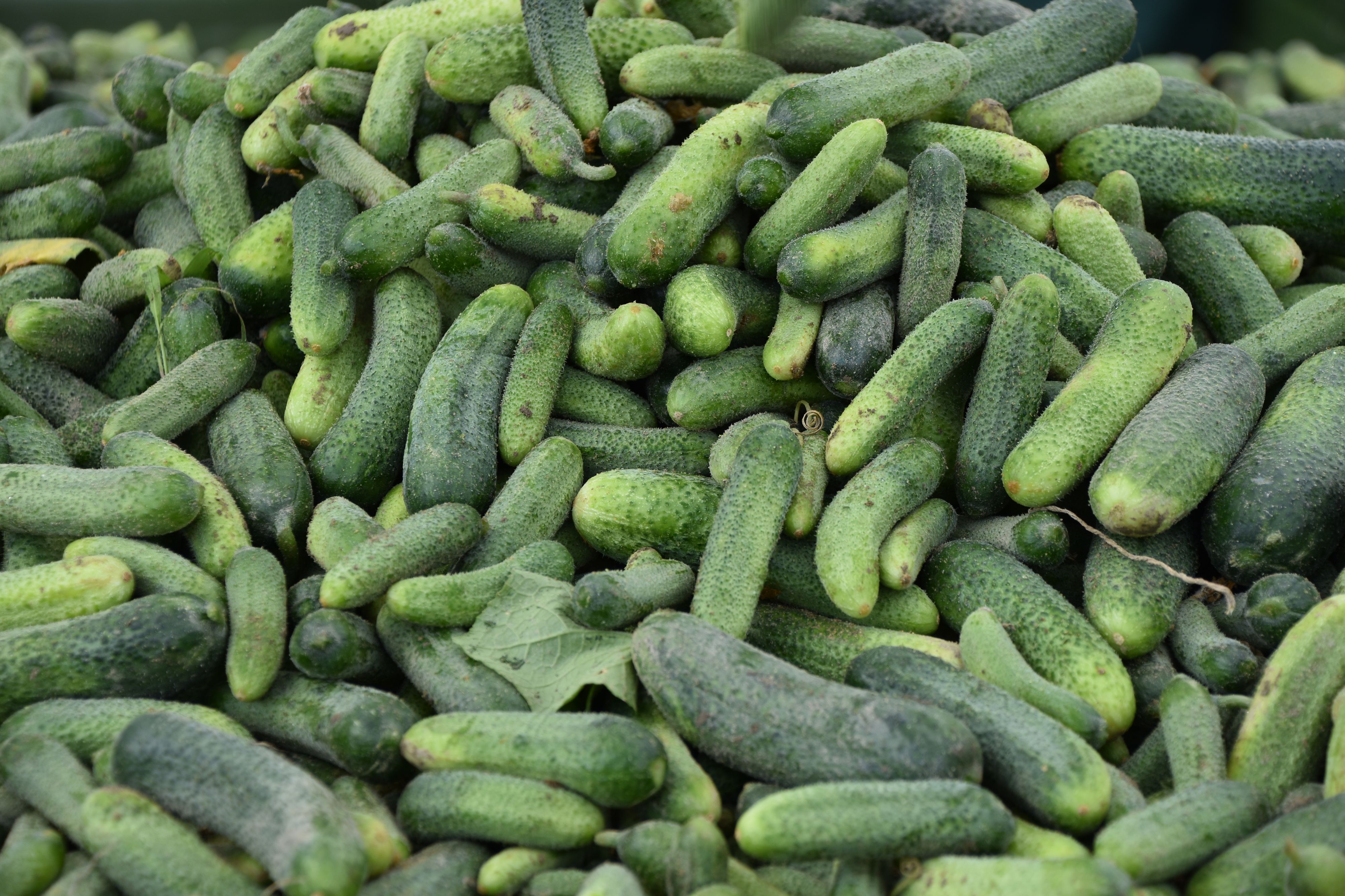 Konkurrenz aus dem Ausland und Personalnot setzen den Gurkerl-Produzenten immer mehr zu.