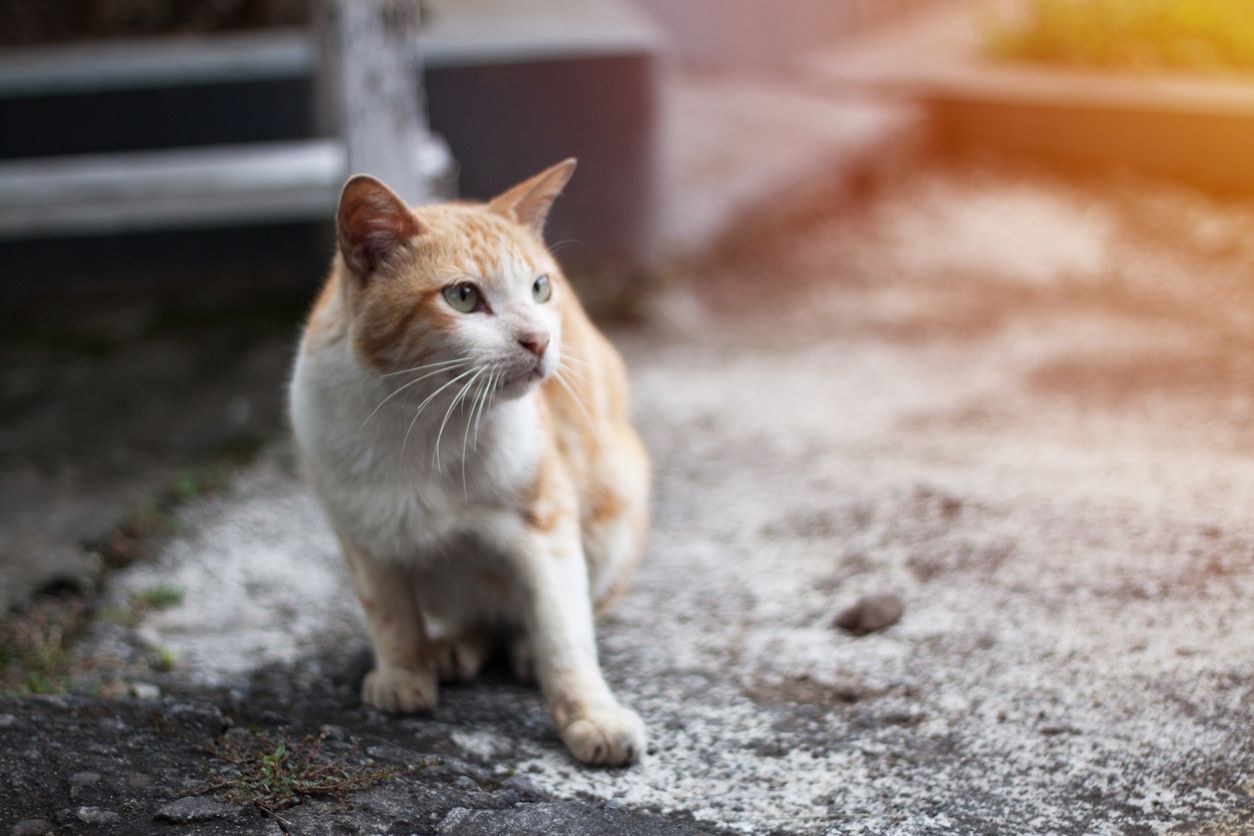 Man sollte durchaus annehmen, dass Experten zwischen Freigänger und 