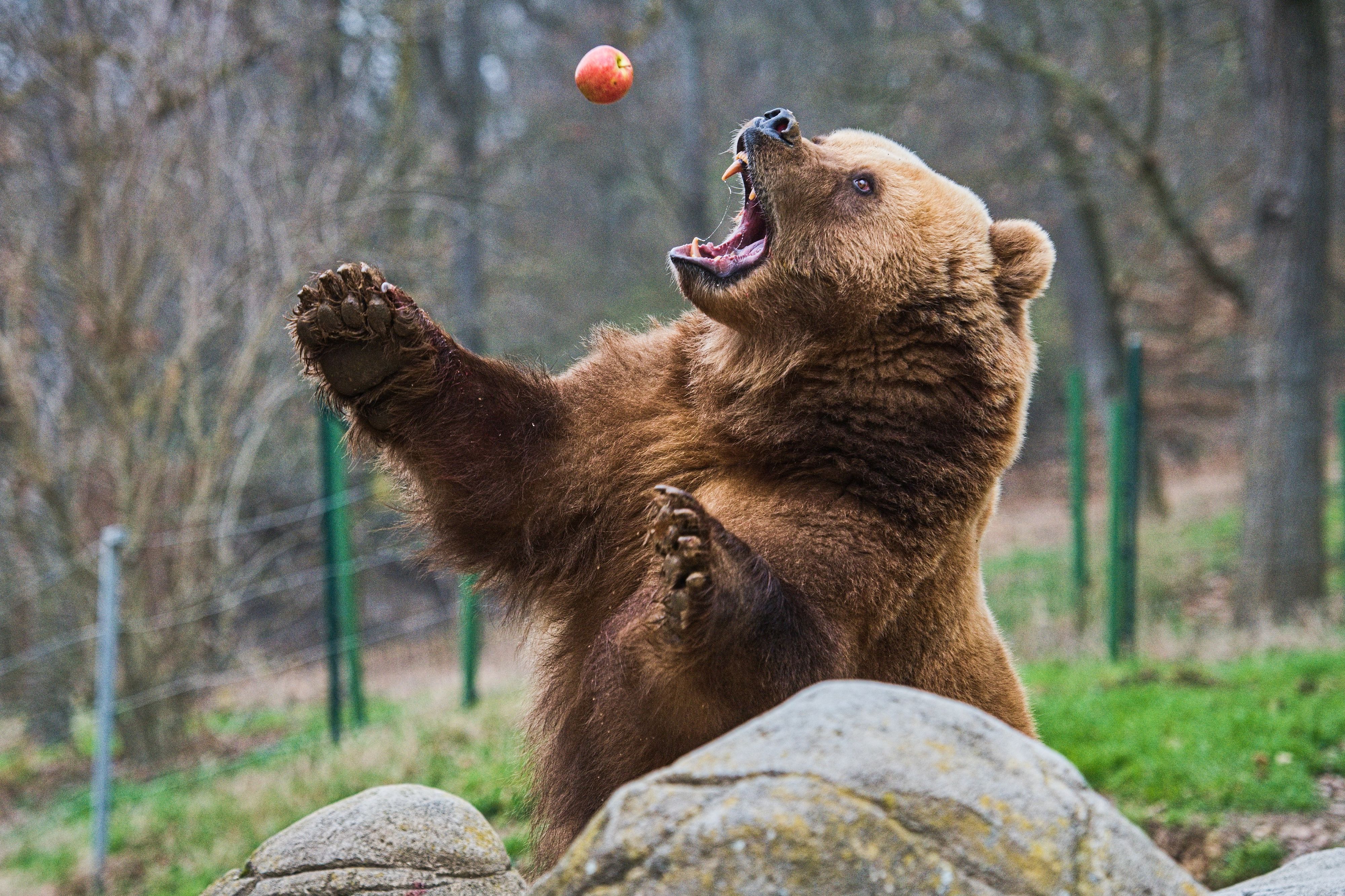 Braunbär, Symbolbild