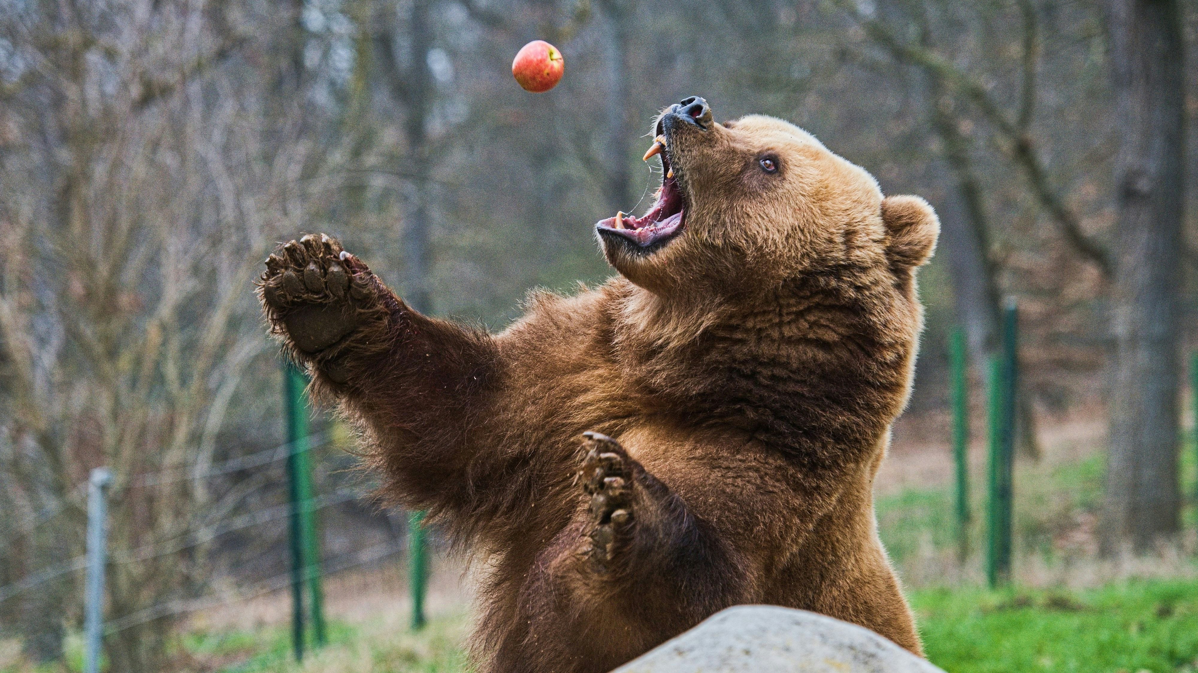 Heute.at - Keine Panik – Bär in Kärnten braucht nur Winterspeck