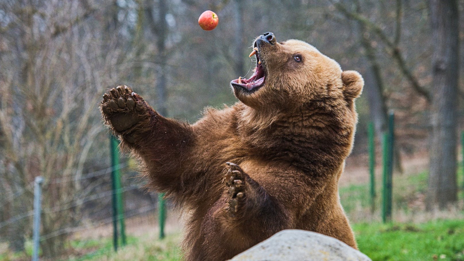 Karatekämpfer schlägt Bären mit Tritten in die Flucht
