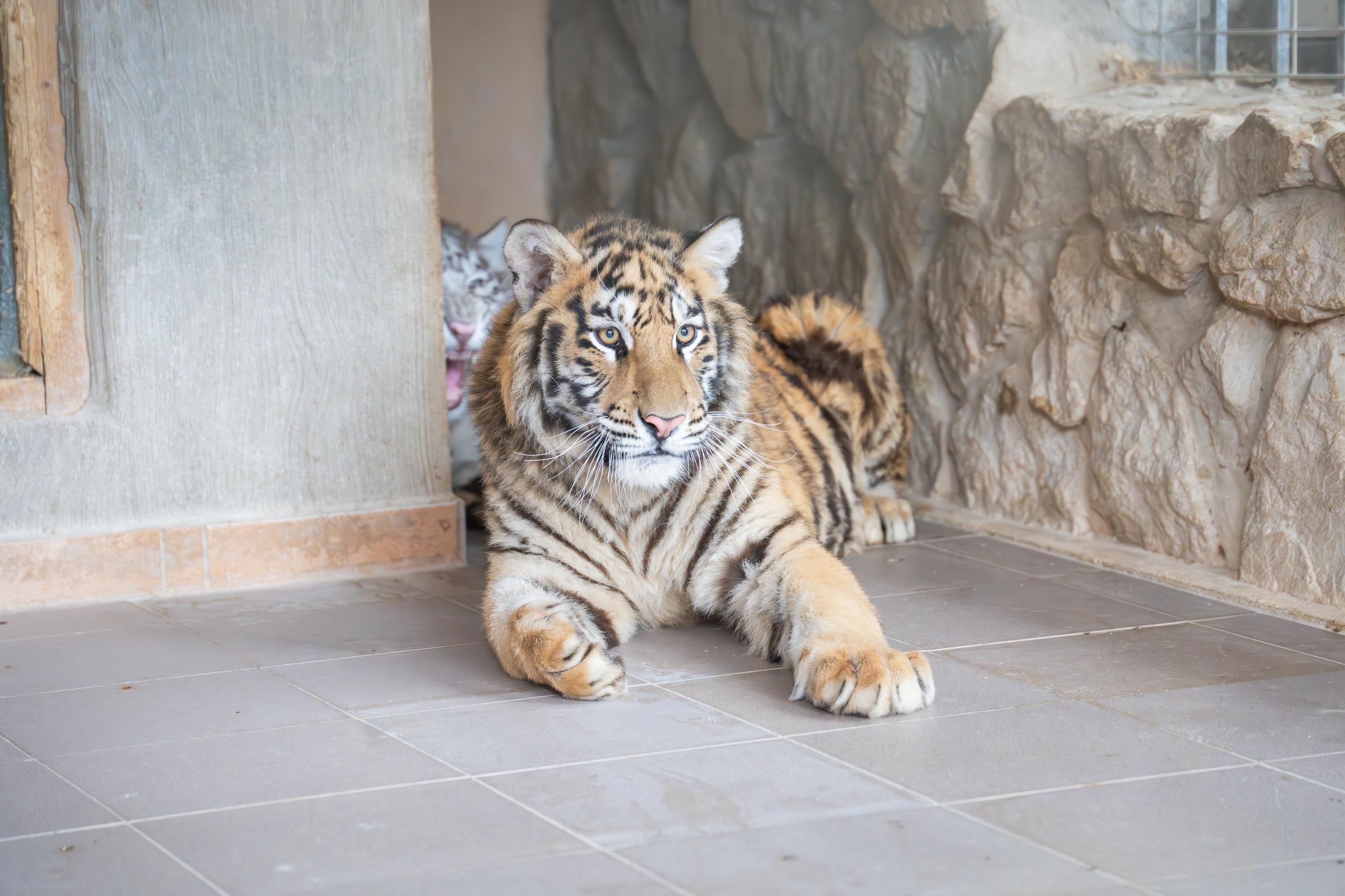 Die jungen Raubkatzen waren in tristen Käfigen ohne ausreichende Beschäftigungsmöglichkeit und ohne natürlichen Boden untergebracht.