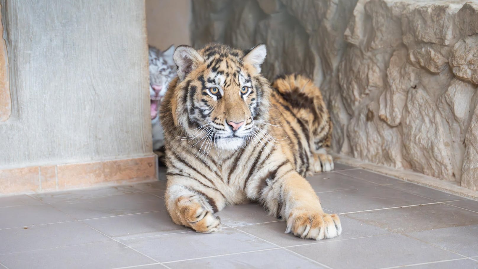 Drei junge Tiger in der Slowakei beschlagnahmt