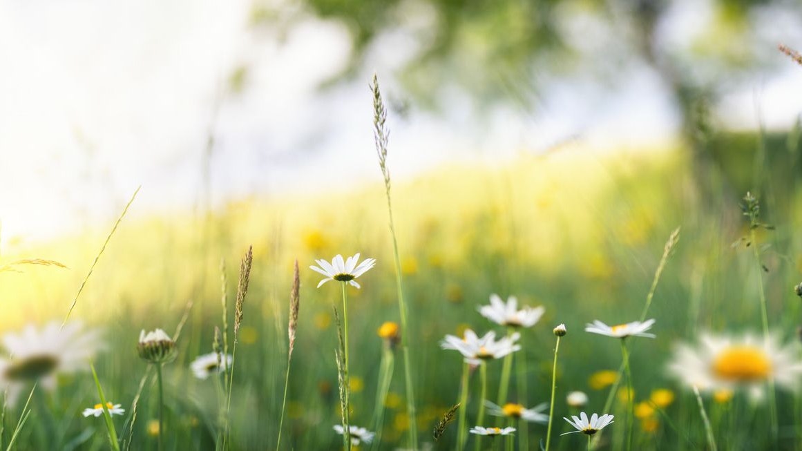 Heute.at - 28 Grad! Nach Wetter-Chaos kehrt jetzt Sommer zurück