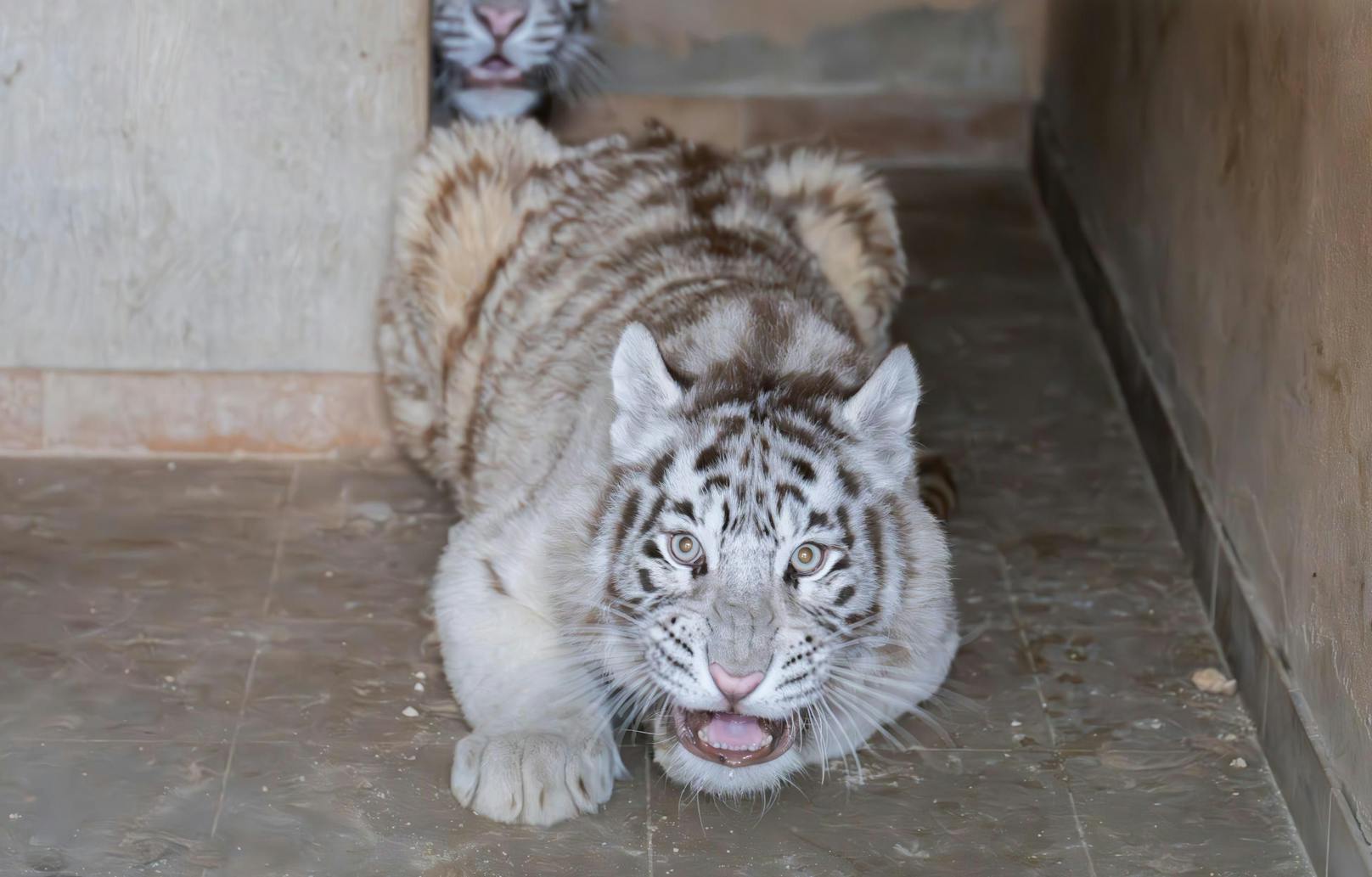 Die drei Jungtiere - zwei mit weißem Fell - wurden vorübergehend in einem Zoo untergebracht. 
