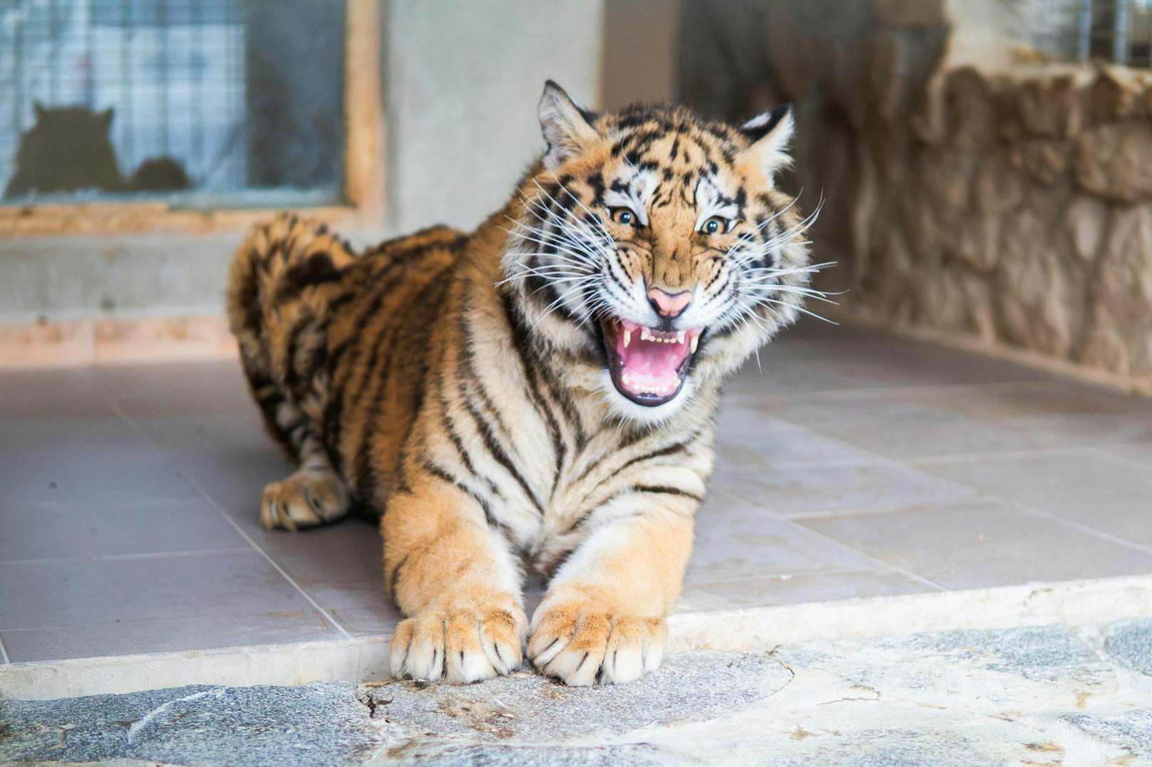 Vier Pfoten versucht die Jungtiere schnellstmöglichst nach Südamerika in das "Lionsrock Big Cat Sanctuary" - Tierschutzzentrum zu übersiedeln. 
