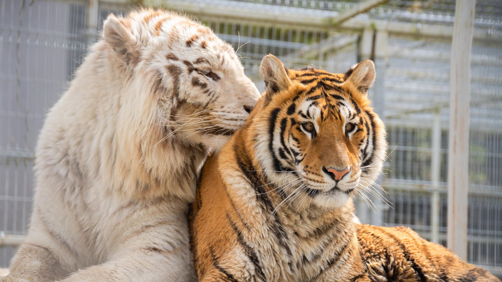 Im April konnte die Tierschutzorganisation Vier Pfoten drei junge Tiger aus der Privathaltung in der Slowakei mithilfe der Behörden beschlagnahmen. 