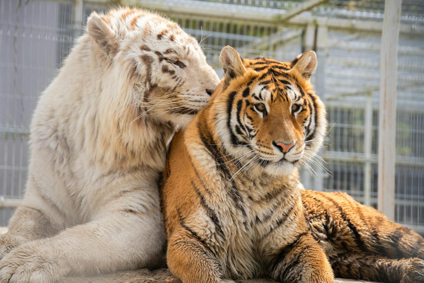 Im April konnte die Tierschutzorganisation Vier Pfoten drei junge Tiger aus der Privathaltung in der Slowakei mithilfe der Behörden beschlagnahmen. 