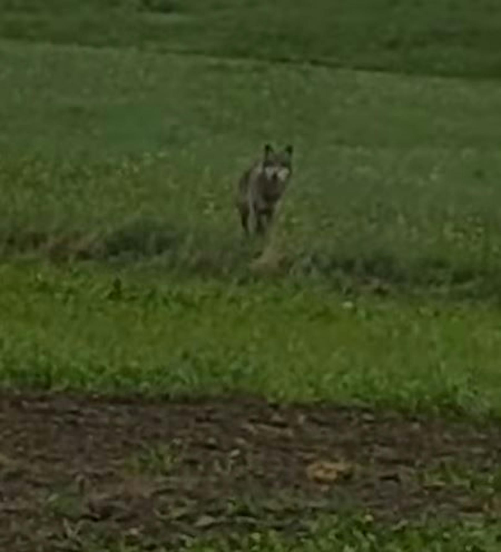 Die Passanten versuchten den Wolf zu verscheuchen, doch das Tier blieb unbeeindruckt stehen.