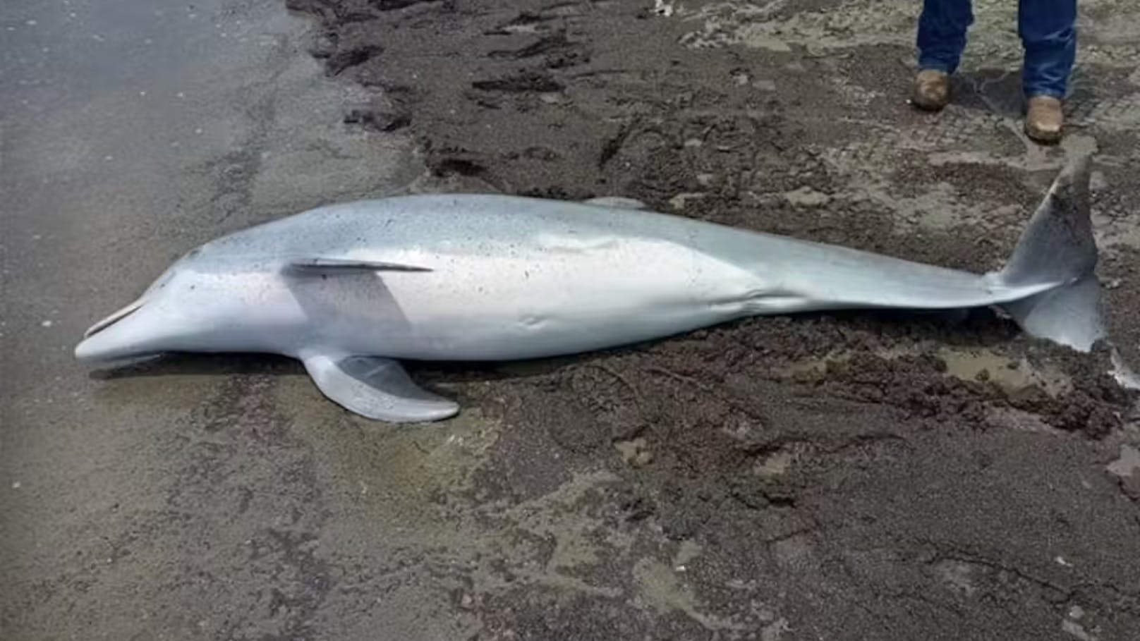 Mit Kugeln durchsiebt: Delfin-Killer droht Gefängnis