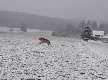 Nach Fotoaufnahmen kam die Genehmigung für den Abschuss (Archivfoto aus Zwettl, NÖ).