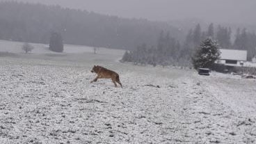 Ein Mann sichtete einen Wolf in Zwettl.