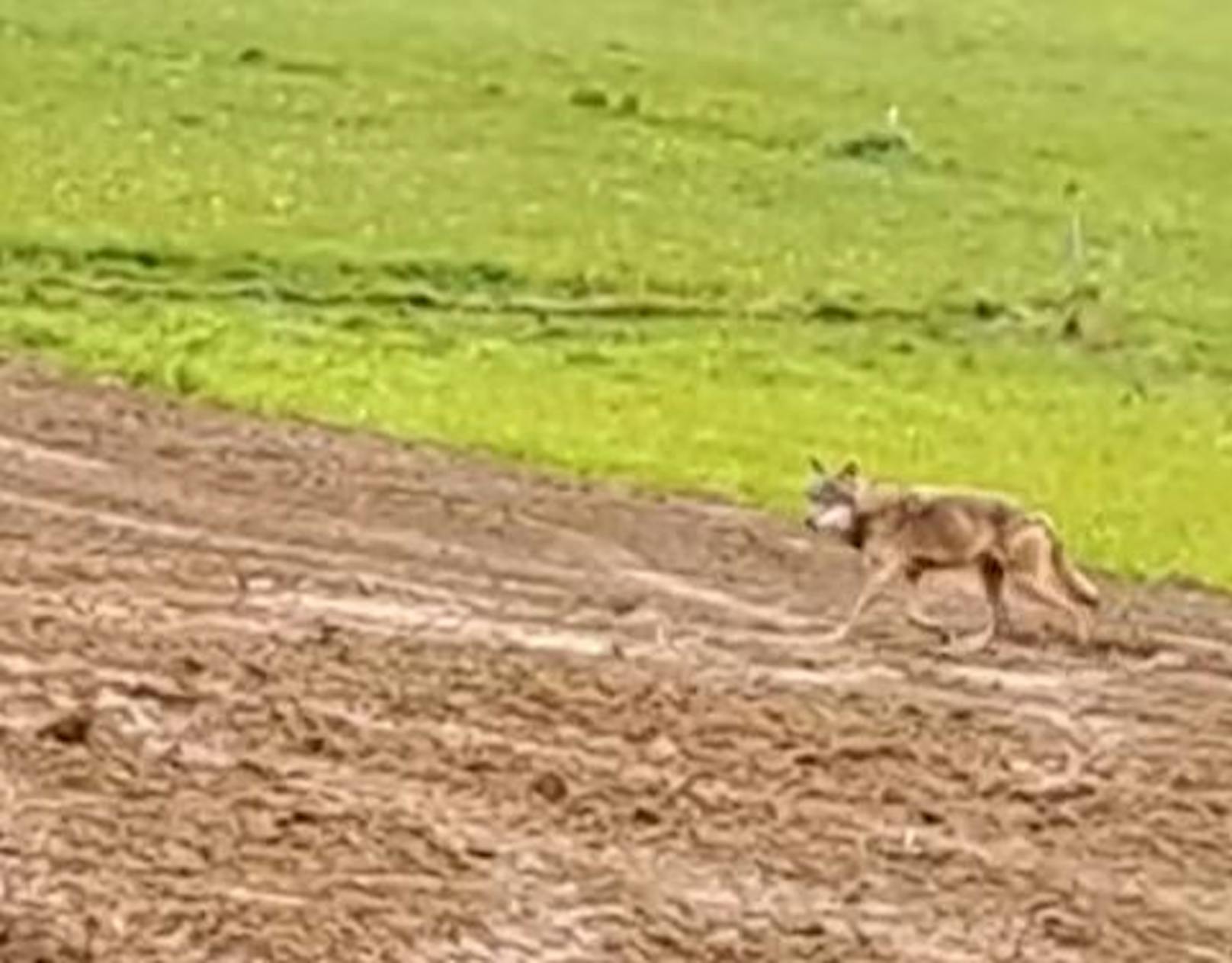 Im Yspertal tauchte der Wolf in der Nähe eines Pferdegestüts auf.